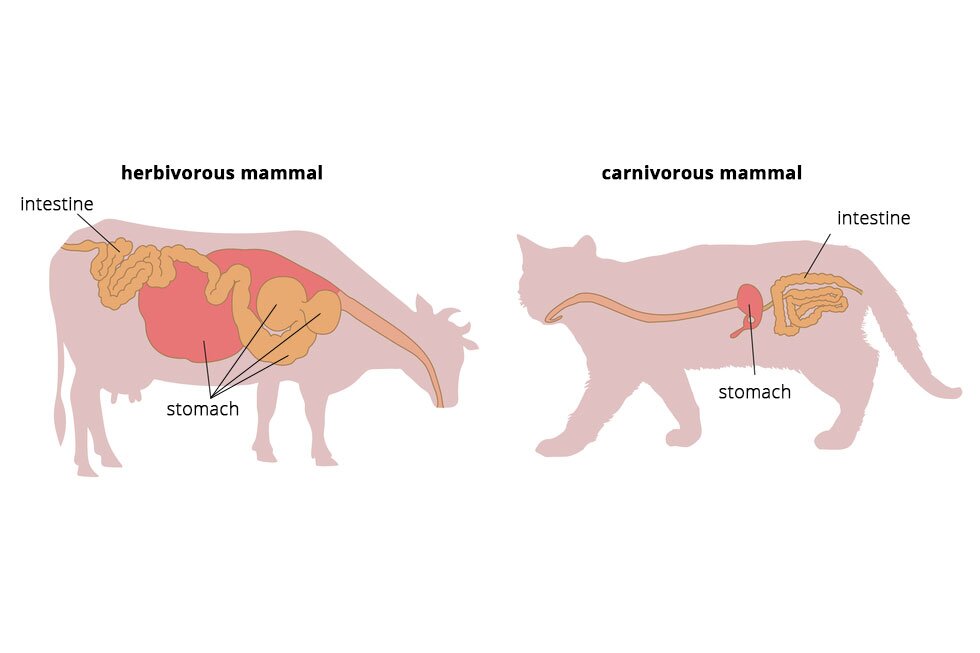 Ilustracja przedstawia porównanie wielkości układ trawienia pokarmu przez roślinożerców (herbivores) i mięsożerców (carnivores). Wskazane zostały dwa zwięrzęta: krowa i kot. Układ pokarmowy krowy stanowi ok. 1/3 jej sylwetki, kota ok. 1/10.  Układ pokarmowy krowy, roślinożercy, wyróżnia się tym, że w jego skład wchodzą 4 żołądki (stomach). Żołądek (stomach) kota jest mały i tylko jeden. W układzie pokarmowym obydwu zwierząt oznaczono również jelita (intestine), ich objętości w stosunku do wielkości ciała zwierzęcia jest nieduża i porównywalna. 
