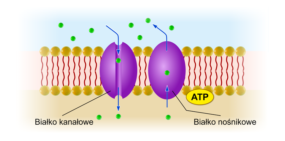 Grafika przedstawia schemat działania białek kanałowych i nośnikowych. Są to struktury zaczepione w błonie komórkowej. Białka przedstawione są jako dwa fioletowe, owalne elementy.  Przez nie do wnętrza komórki dostają się cząsteczki, przedstawione jako zielone kuleczki. Oba rodzaje białek są zaczepione w błonie komórkowej. Białko kanałowe, przedstawione po lewej, ma wewnątrz kanał, którym przemieszcza się cząsteczka bez wykorzystania ATP ze środowiska zewnętrznego do wnętrza komórki. Białko nośnikowe (po prawej) transportuje cząsteczki z wnętrza komórki do środowiska zewnętrznego z wykorzystaniem ATP.