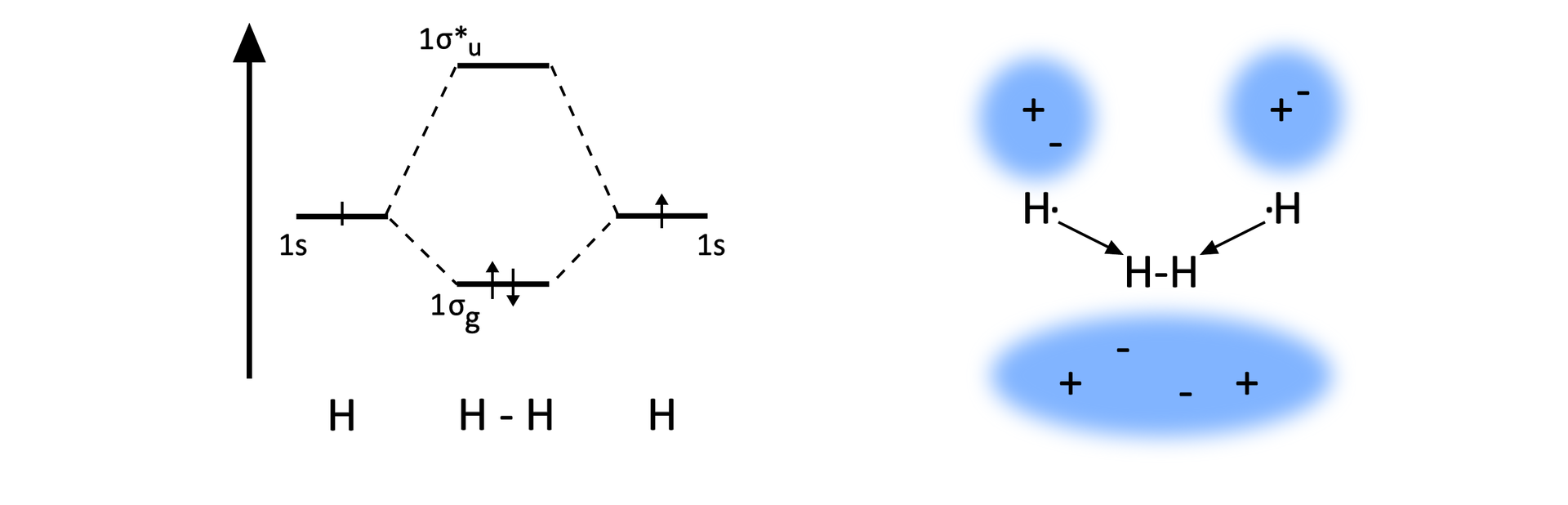 Schemat przedstawiający diagram energetyczny cząsteczki wodoru. Po lewej stronie znajduje się strzałka skierowana do góry, która odpowiada energii. Po lewej i po prawej stronie diagramu znajdują się na tej samej wysokości dwie kreski, odpowiadające energii orbitali 1s dwóch atomów wodoru. Na każdej kresce znajduje się po jednej strzałce, każda symbolizuje niesparowany elektron atomu wodoru. Od każdej kreski poprowadzone są po dwie przerywane linie, jedna do góry, a druga do dołu. Linie skierowane do góry łączą się z krańcami kreski znajdującej się na środku w górnej części diagramu, kreska ta reprezentuje energię orbitalu antywiążącego 1 sigma z gwiazdką. Podobnie przerywane linie poprowadzone w dół łączą się z końcami kreski, na której znajdują się dwie strzałki (jedna skierowana do góry, a druga do dołu). To orbital wiążący 1 sigma. Zatem środkowe kreski i strzałki odpowiadają energii utworzonej cząsteczki wodoru. W prawej części schematu znajdują się orbitale z uwzględnieniem faz pojedynczych niezwiązanych atomów wodoru. Od lewej znajduje się pierwszy atom symbolizowany przez okrągłą chmurę z fazą ze znakiem plus na górze, a ze znakiem minus na dole, dalej znajduje się drugi atom, w którym fazy są odwrócone. Nałożenie orbitali prowadzi do powstania chmury o kształcie eliptycznym z fazą ze znakiem plus na dole po lewej stronie, z fazą ze znakiem minus po skosie na górze względem pierwszej wspomnianej fazy, dalej faza minus znajdująca się na dole po skosie względem pierwszej fazy minus i wreszcie faza ze znakiem plus na górze po skosie.