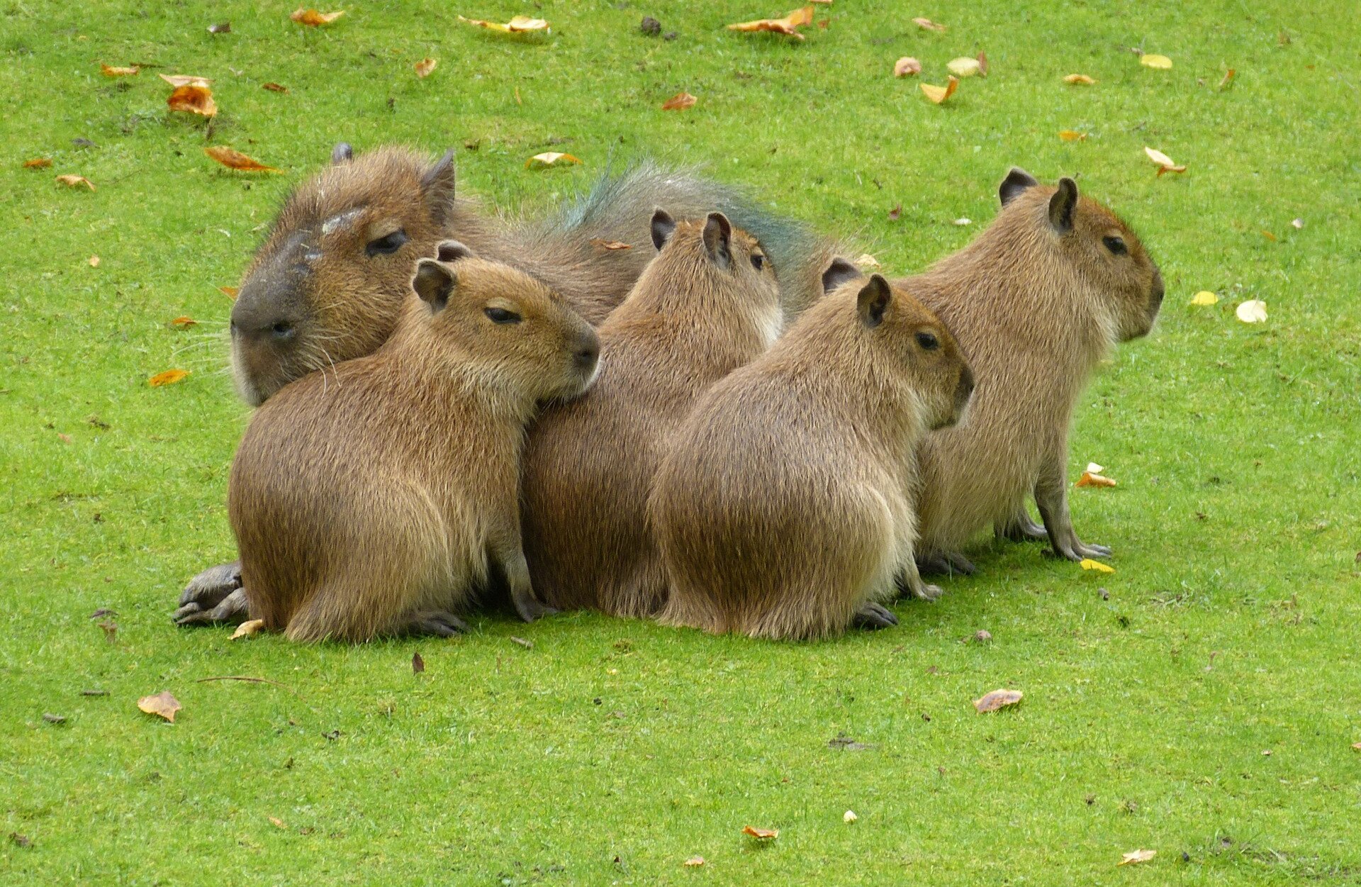 Fotografia przedstawia stado kapibar. Zwierzęta są całe pokryte długą, brązową sierścią, na łapach ciemniejszą. Mają krótkie pyski i małe uszy.