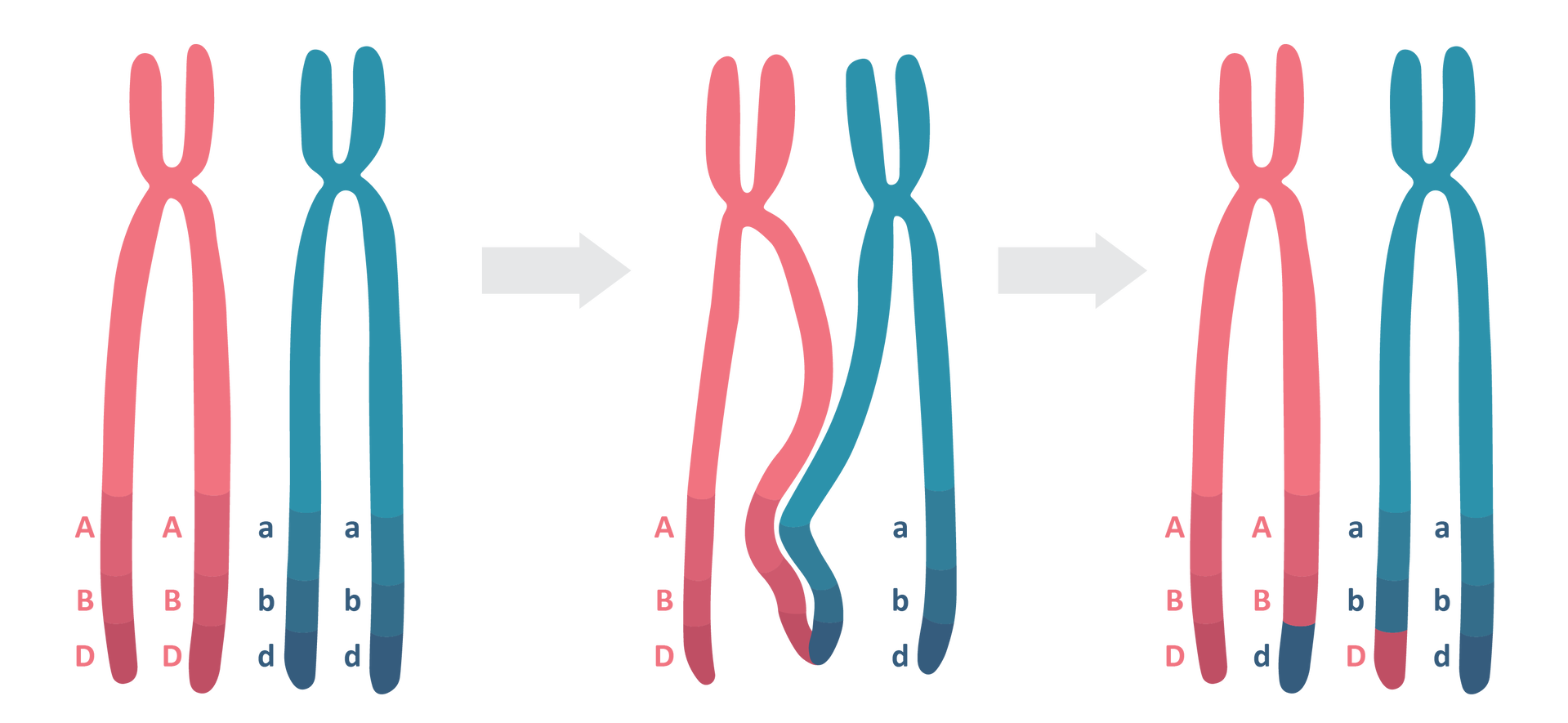 Ilustracja przedstawia zachodzący podczas  crossing‑over proces rekombinacji homologicznej, który umożliwia powstanie mozaiki genów ojcowskich i matczynych w chromosomach trafiających do gamet.  Na pierwszej ilustracji od lewej stronie widoczne są dwa duże chromosomy: czerwony i niebieski w kształcie litery X, których dolne ramiona są dłuższe od górnych. Przy dolnych ramionach czerwonego chromosomu znajdują się dwa pionowe rzędy dużych liter: A, B, D, a przy dolnych ramionach niebieskiego chromosomu znajdują się dwa pionowe rzędy małych liter: a, b, d. Na środkowej ilustracji przylegające ramiona chromosomów stykają się ze sobą. Na ilustracji z prawej strony część dłuższego, wewnętrznego ramienia litery chromosomu w kolorze czerwonym przyjmuje kolor niebieski, a część dłuższego, wewnętrznego ramienia litery chromosomu w kolorze niebieskim przyjmuje kolor czerwony. Podobnie litery zamieniają się miejscami – tam, gdzie była duża litera D w kolorze czerwonym, pojawia się mała litera d w kolorze niebieskim i na odwrót. 