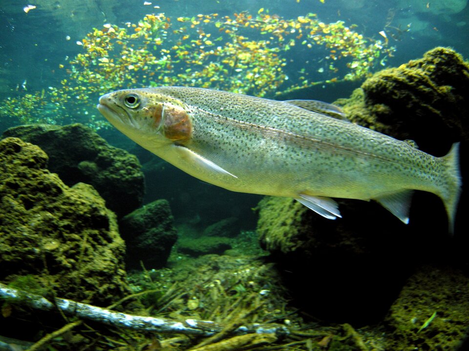 Linia naboczna u pstrąga tęczowego (Oncorhynchus mykiss).