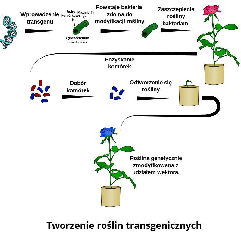 Schemat obrazuje tworzenie roślin transgenicznych. Pierwszy rysunek przedstawia podwójną helisę DNA, od której odchodzi strzałka z napisem WPROWADZENIE TRANSGENU. Na następnym rysunku widać zieloną, owalną bakterię z zaznaczonymi dwoma okręgami – czarnym i bezbarwnym w środku. Od czarnego okręgu odchodzi strzałka i napis JĄDRO KOMÓRKOWE, a od bezbarwnego PLAZMID TI. Pod bakterią znajduje się podpis AGROBACTERIUM TUMEFACIENS. Prowadzi od niej kolejna strzałka z napisem POWSTAJE BAKTERIA ZDOLNA DO MODYFIKACJI ROŚLINY do takiej samej zielonej bakterii, a dalej do rysunku czerwonej róży w doniczce strzałka z napisem ZASZCZEPIENIE ROŚLINY BAKTERIAMI. Od róży prowadzi kolejna strzałka z napisem POZYSKANIE KOMÓREK do niebieskich i czerwonych, niewielkich prostokątów, a dalej strzałka z napisem DOBÓR KOMÓREK do takich samych niebieskich prostokątów. Od nich biegnie strzałka z napisem ODTWORZENIE SIĘ ROŚLINY do doniczki z kiełkującą różą, a od niej strzałka do rozwiniętej róży z niebieskimi płatkami. Przy roślinie widnieje napis ROŚLINA GENETYCZNIE ZMODYFIKOWANA Z UDZIAŁEM WEKTORA.  