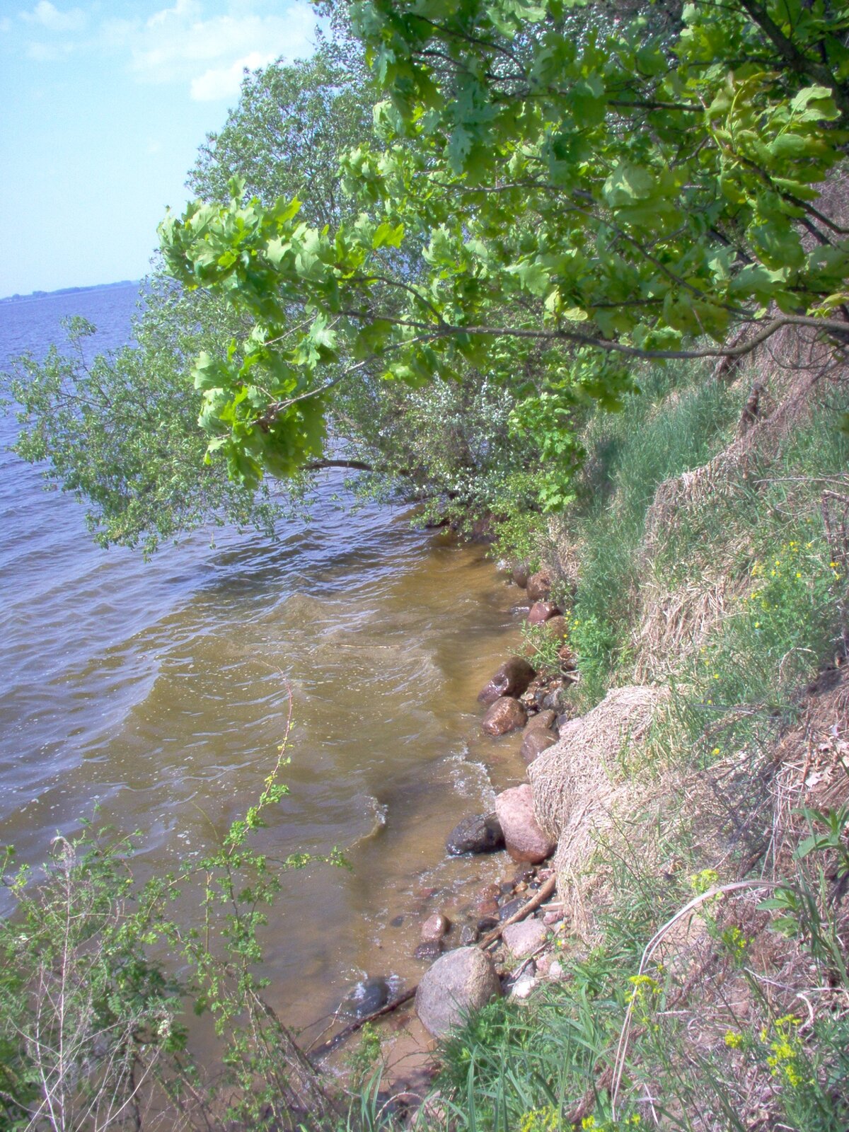 Kamienisty brzeg rzeki, porośnięty roślinnością. 