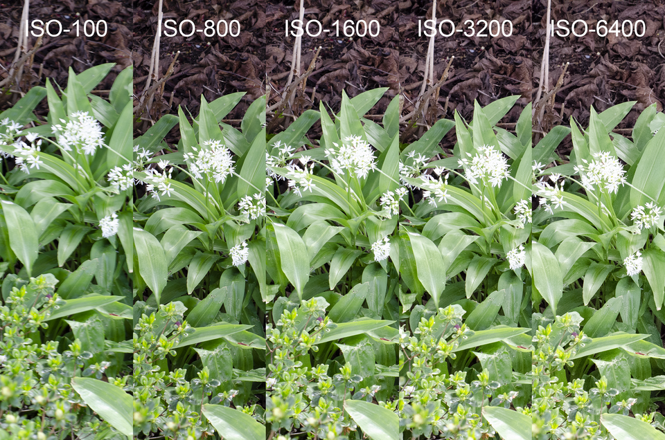 Ilustracja przedstawiająca wpływ wartości ISO na obraz. Na przykładzie fotografii czosnku niedźwiedziego zaprezentowano kolejne wartości ISO: 100, 800, 1600, 3200 oraz 6400. Im większa wartość ISO tym bardziej widoczne zaszumienie na fotografii. 