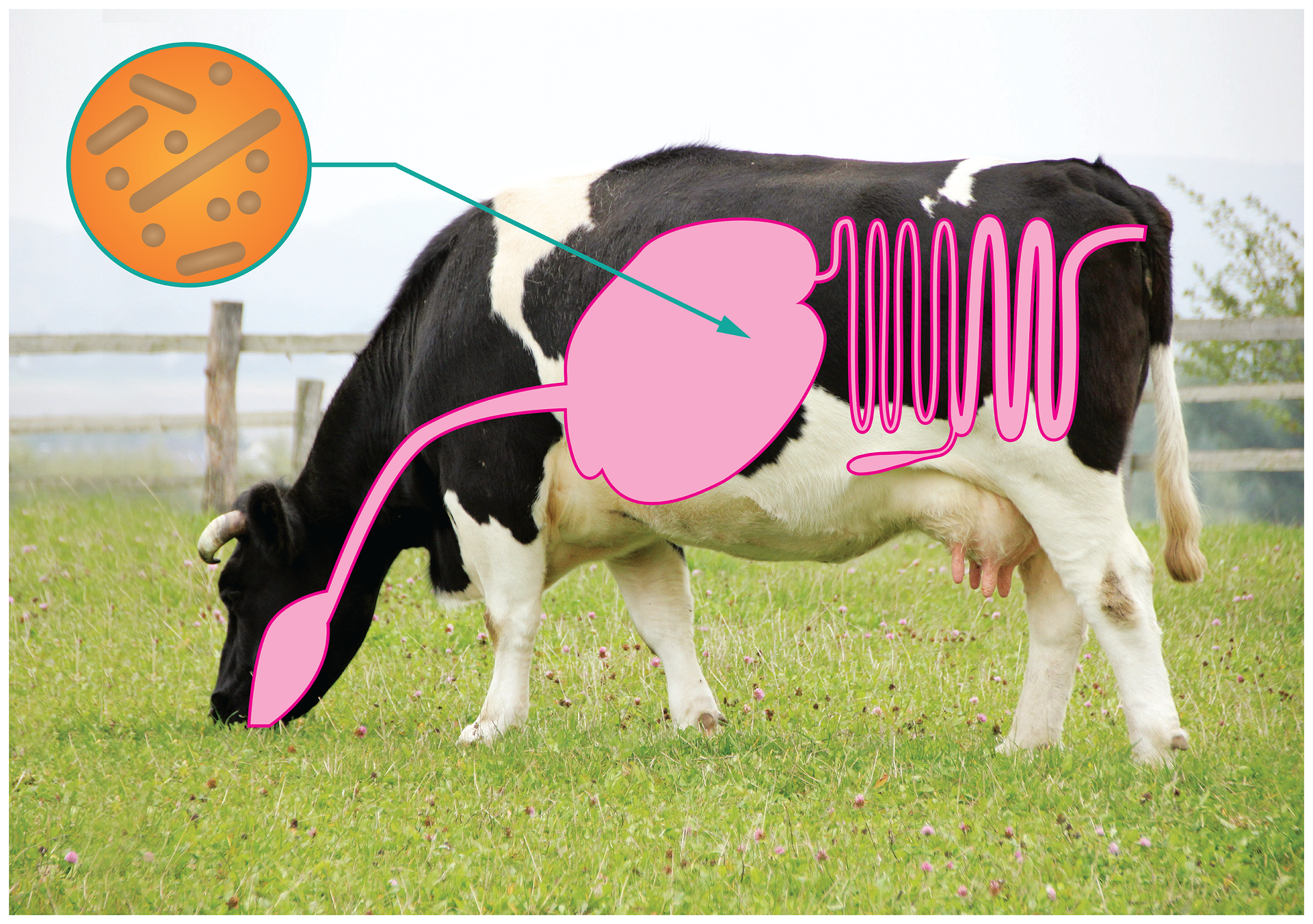 Fotografia przedstawia czarno – białą krowę na ogrodzonej łące. Na wizerunku krowy zaznaczono różowym kolorem schemat jej układu pokarmowego. Po lewej znajduje się pomarańczowe kółko z szaro brązowymi pałeczkami, czyli bakteriami. Strzałka prowadzi od niego do żołądka krowy. Oznacza to, że w żołądku krowy żyją bakterie symbiotyczne, które rozkładają celulozę.