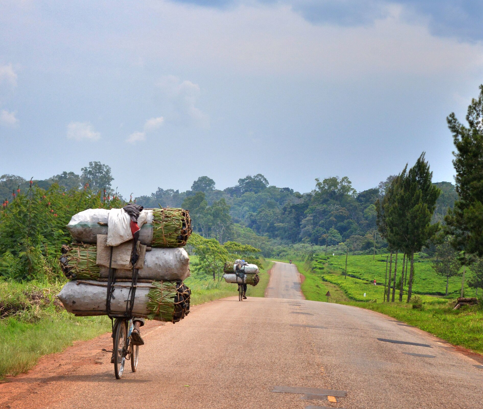 Na zdjęciu utwardzona droga pomarańczowego koloru, po której jadą rowerzyści. Na bagażnikach bardzo duże pakunki składające się ze ściętych roślin upakowanych w worki.