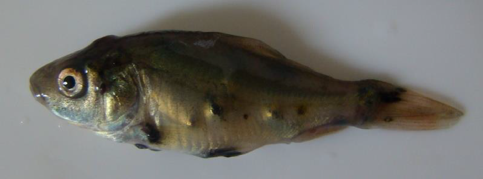 Zdjęcie przedstawia rybę zakażoną czerniaczką. Na jej ciele widoczne są czarne guzki.