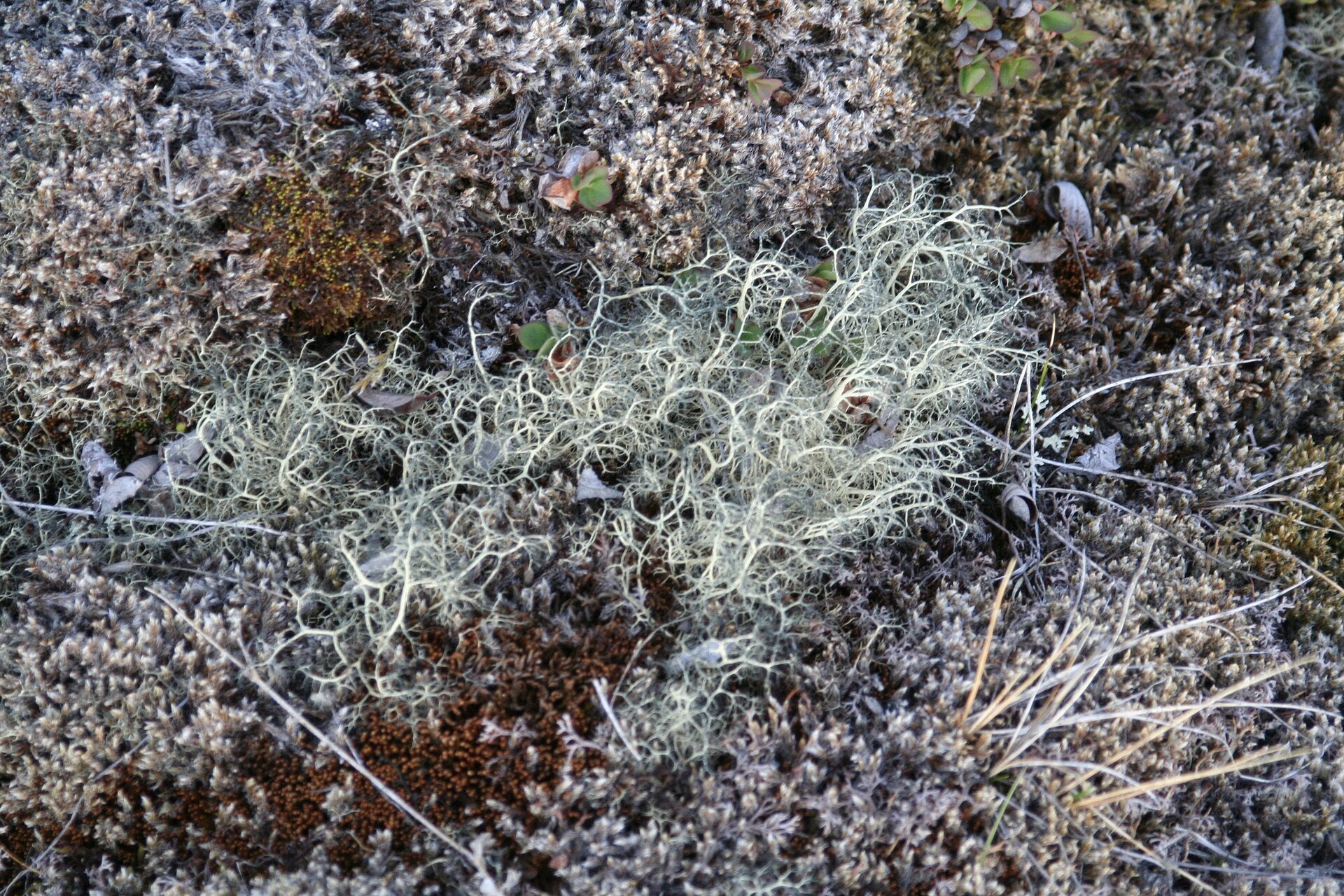 Na zdjęciu niewielkie, białe porosty o krzakowatym kształcie. 
