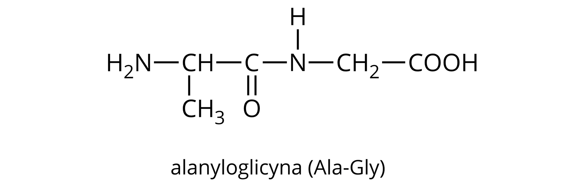 Ilustracja przedstawiająca przykładową cząsteczkę dipeptydu. Alanyloglicyna (Ala‑Gly) zbudowana jest z grupy aminowej NH2 połączonej z grupą CH, która to podstawiona jest grupą metylową CH3 oraz związana jest z atomem węgla połączonym za pomocą wiązania podwójnego z atomem tlenu oraz za pomocą wiązania pojedynczego z grupą NH. Grupa ta łączy się z grupą metylenową CH2 związaną z grupą karboksylową COOH.