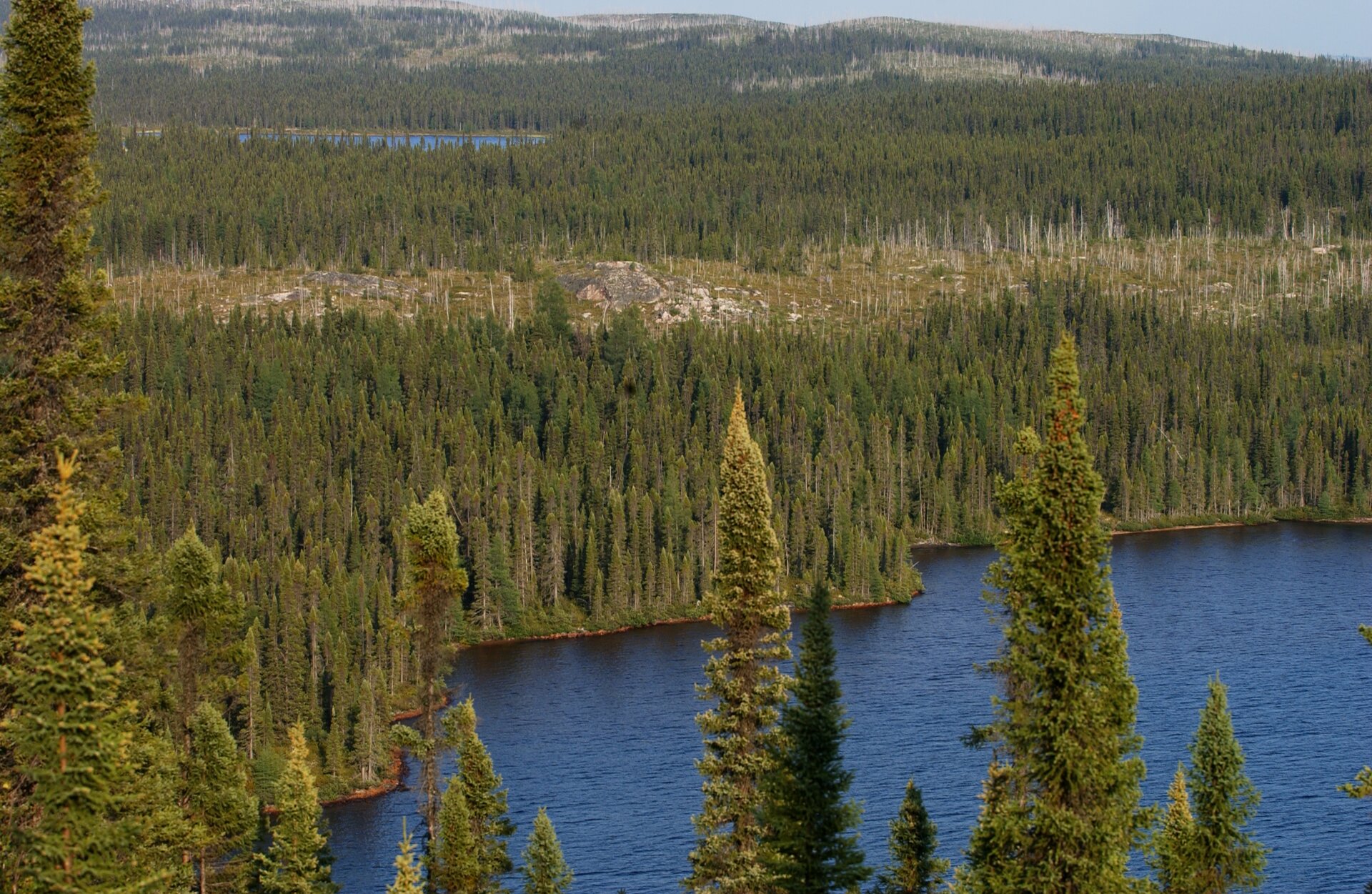 Fotografia prezentuje krajobraz tajgi latem. Na fotografii wykonanej z wysokości widoczne wierzchołki świerków na tle jeziora oraz gęsty las świerkowy rozciągający się po horyzont.