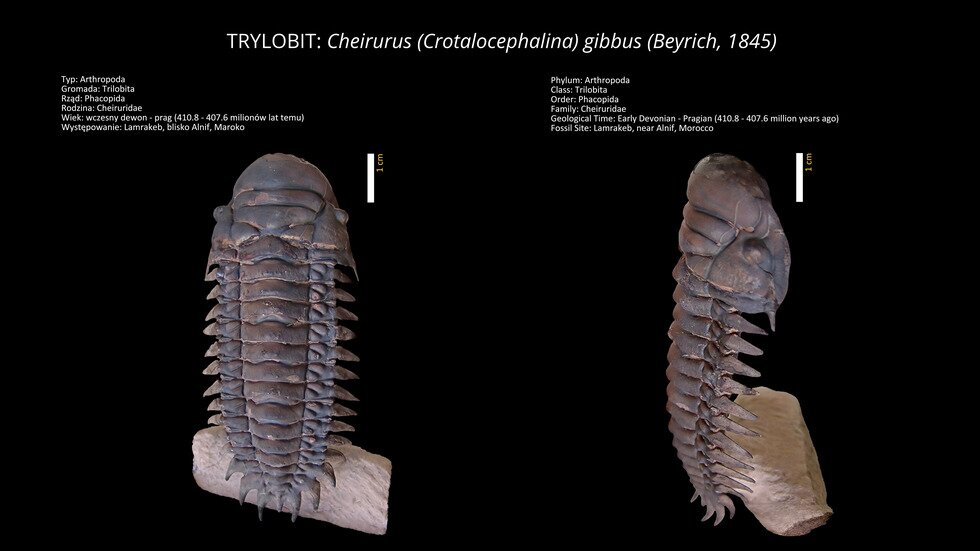 Trylobit: Cheirurus (Crotalocephalina) gibbus (Beyrich, 1845)Some trilobites are the leading fossils of the Paleozoic era. Typ, Phylum : Arthropoda, Gromada, Class: Trilobita, Rząd, Order: Phacobits, Rodzina, Family: Cheiruridae, Wiek, Age: Wczesny dewon, Występowanie, Fossil Site: Maroko, Lamrakeb, near Atnif