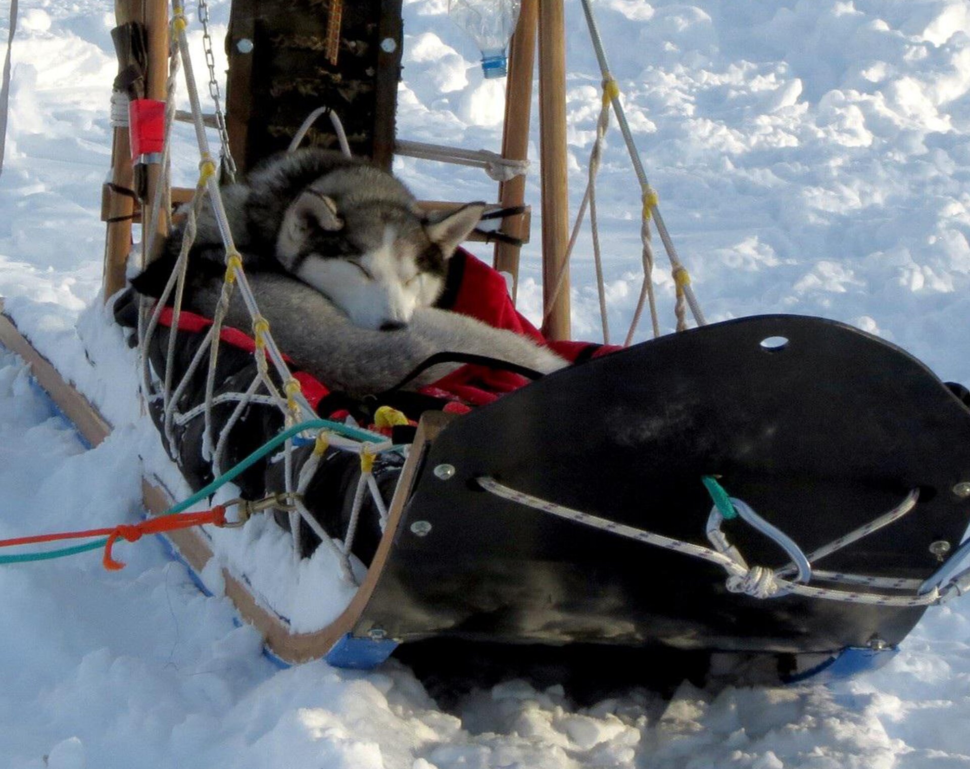 Zdjęcie przedstawia psa rasy Łajka, który leży na saniach zaprzęgowych do psich zaprzęgów. Pies ma szarą sierść, biały pysk i spiczaste uszy. Jest zwinięty w kłębek i śpi. Na saniach widoczne są koce oraz skóra.