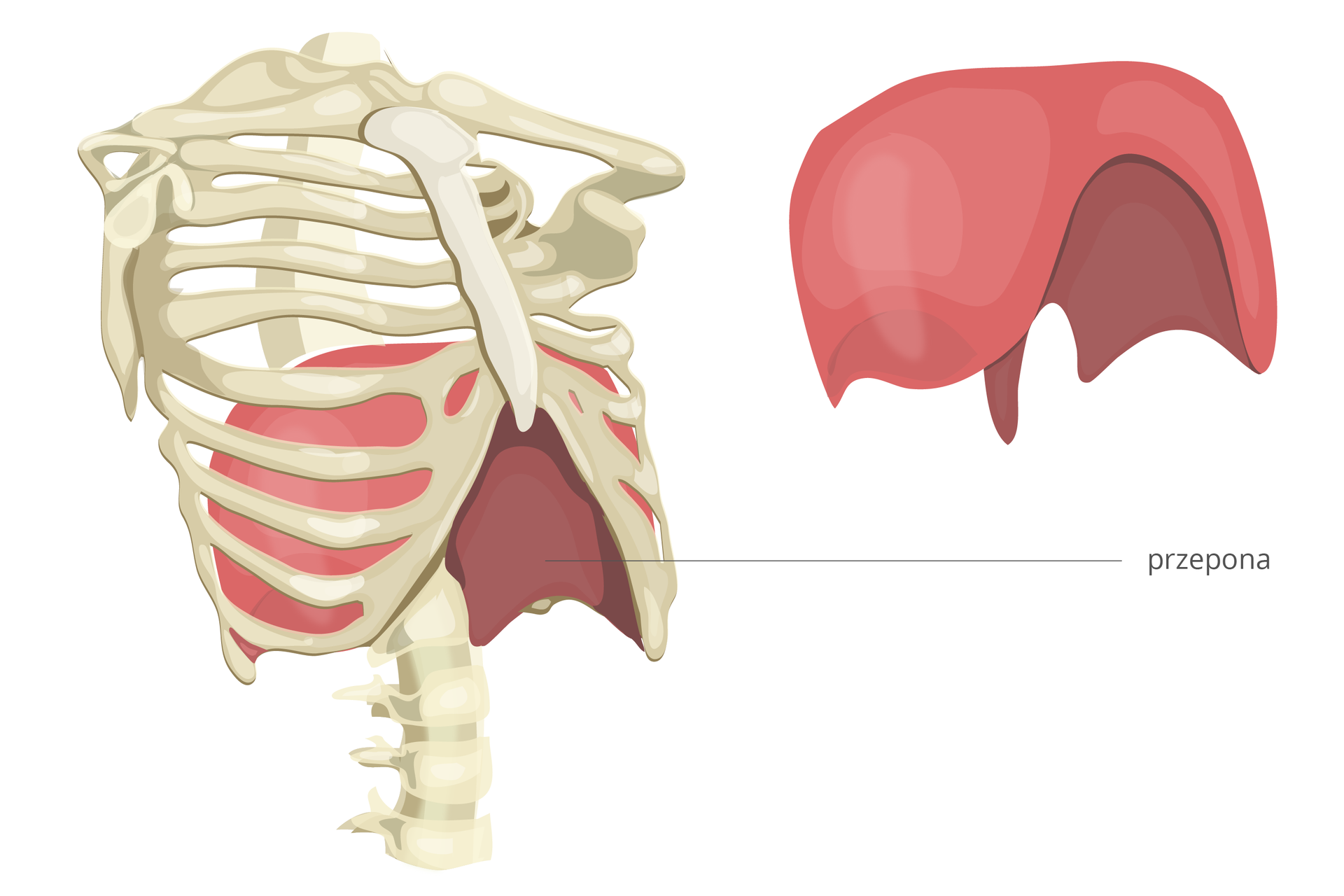 Ilustracja przedstawia schematycznie szarą klatkę piersiową z fragmentem kręgosłupa. Pod żebrami na czerwono wrysowano płaski mięsień przepony, który ukazano osobno z prawej. Ma kształt hełmu.