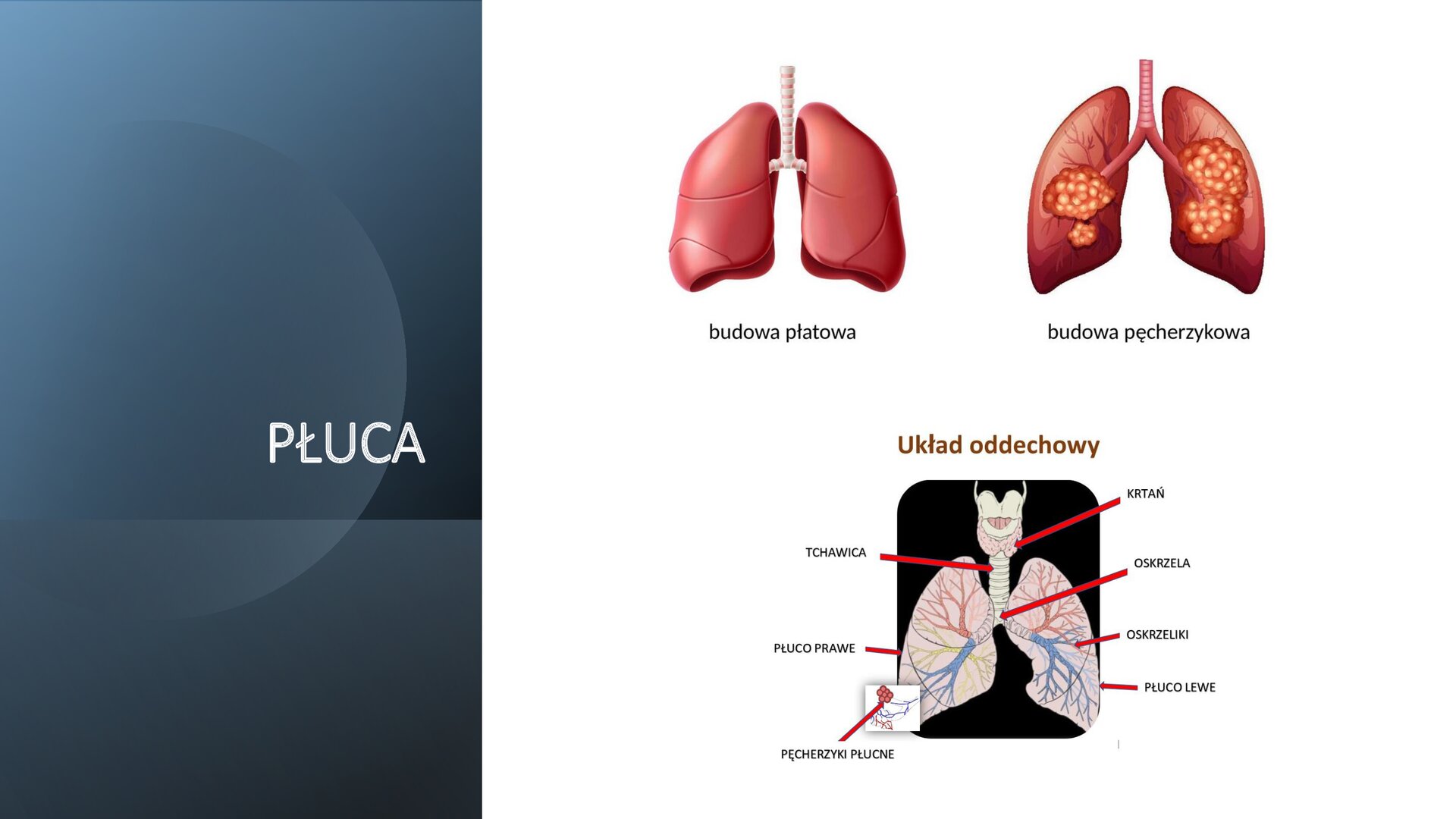 Biały slajd. Z lewej strony pionowy, ciemnoszary prostokąt z nagłówkiem: „Płuca” Z prawej strony trzy ilustracje przedstawiające płuca: dwa w górnym rzędzie i jedno w drugim. Pod pierwszymi płucami podpis: „budowa płatowa”, pod drugimi „budowa pęcherzykowa”. Trzecie płuca podpisane „Układ oddechowy”, a w kierunku narządu skierowane są strzałki wskazujące: tchawicę, płuco prawe oraz lewe, pęcherzyki płucne, oskrzeliki, oskrzela, krtań.