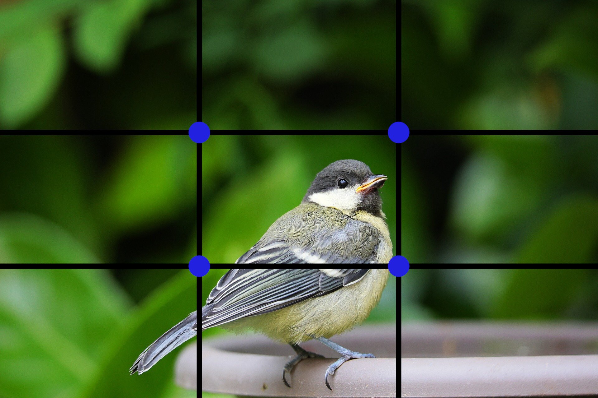 Ilustracja przedstawiająca ptaka siedzącego na doniczce. Na ilustracji wyznaczono mocne punkty obrazu, czyli linie reguły trójpodziału. Cztery przecinające się linie dzielą obraz na dziewięć równych prostokątów. Wyróżnione przecięcia linii tworzą mocne punkty obrazu.