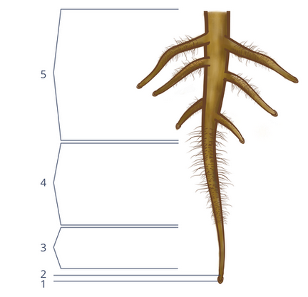 Ilustracja przedstawia korzeń palowy, od którego odchodzą korzenie boczne oznaczone numerem 5. Poniżej znajduje się strefa oznaczona numerem 4, w której znajdują się liczne wypustki. Pod nią leży naga część korzenia oznaczona numerem 3. Pod strefą oznaczoną numerem 3 znajduje się strefa oznaczona numerem 2, w której komórki intensywnie się dzielą. Zaokrąglony wierzchołek korzenia oznaczono numerem 1. 