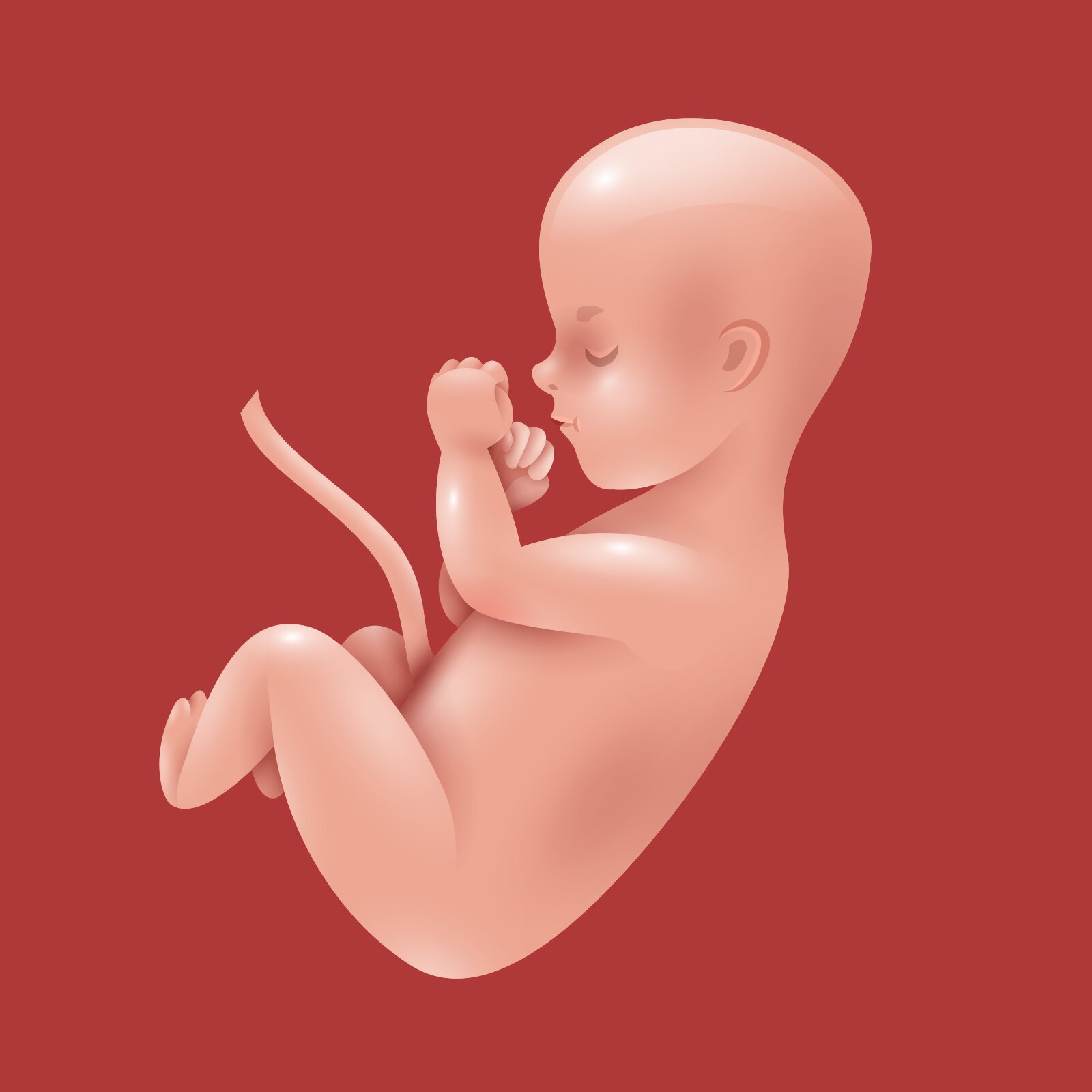 Ilustracja przedstawia płód dziecka z pępowiną. 