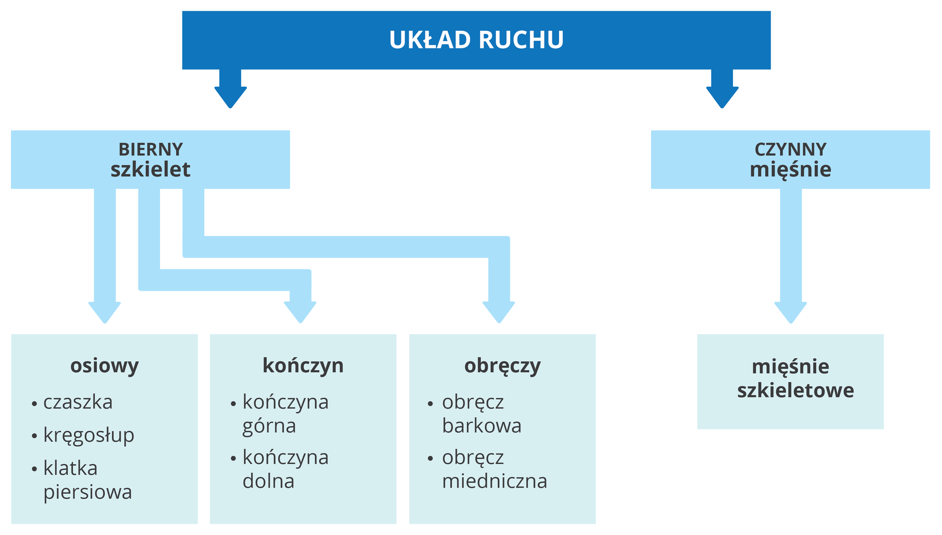 Schemat blokowy przedstawia podział układu ruchu. Napis w szafirowym prostokącie u góry: układ ruchu. Od niego w dół dwie strzałki do błękitnych bloków. Z lewej napis: bierny, szkielet. Od niego strzałki do części: osiowy (czaszka, kręgosłup, klatka piersiowa), kończyn (górna, dolna) i obręczy (barkowa, miedniczna). Z prawej napis: czynny, mięśnie. Od niego strzałka: mięśnie szkieletowe.