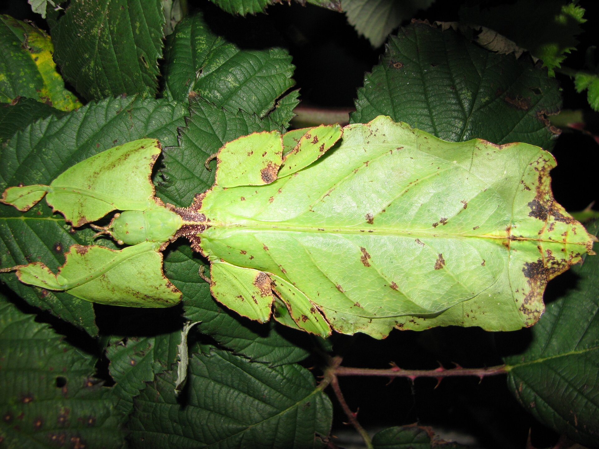 Zdjęcie ilustruje zjawisko mimetyzmu u liśćca olbrzymiego. Owad ma barwę jasnozieloną, na jego powierzchni są ciemne plamki o różnej wielkości, a jego brzegi są nieregularne, jakby obgryzione. Znajduje się na gałęzi pokrytej liśćmi, do których jest bardzo podobny.