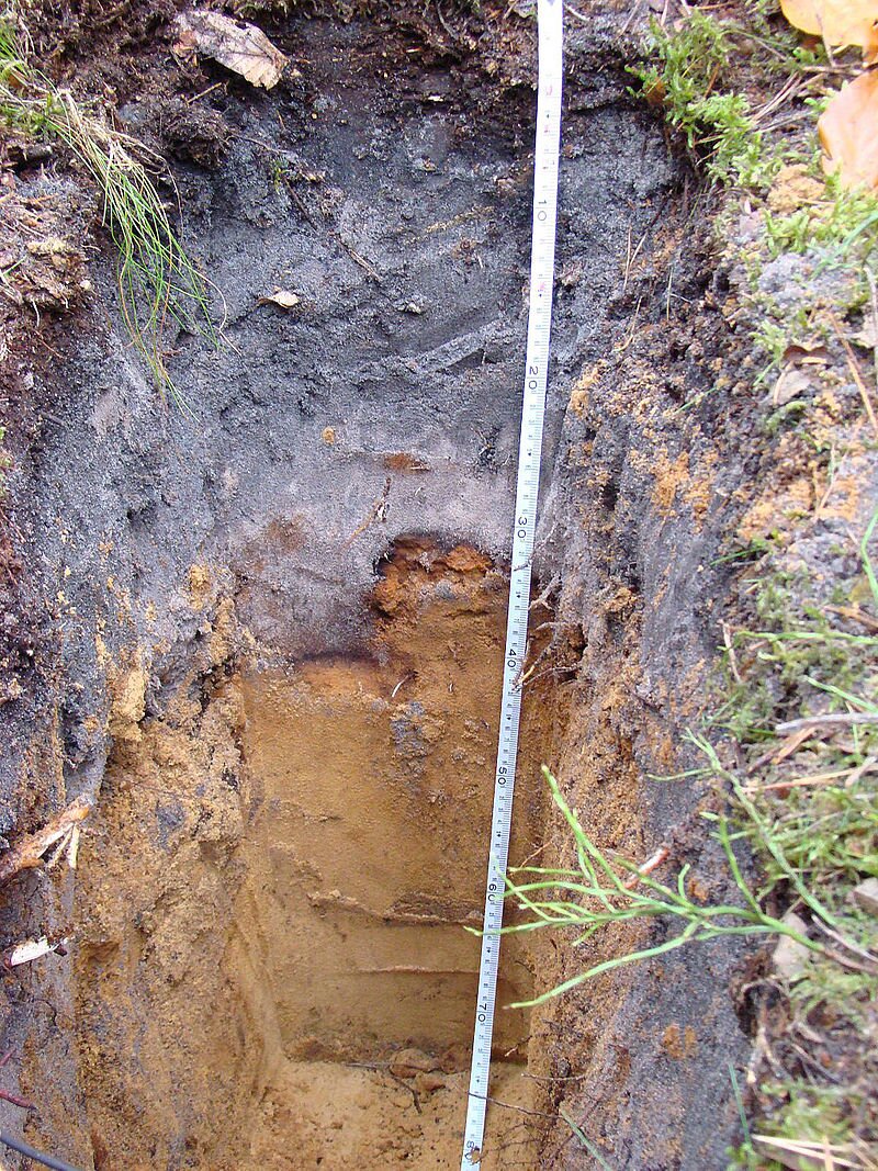 Zdjęcie przedstawia wykopany dół odsłaniający warstwy gleby. Do dołu spuszczona jest rozwinięta miara. Od wierzchniej warstwy gleby do połowy dołu na długości około 30 centymetrów ziemia jest ciemna, od połowy w dół jest pomarańczowa - to warstwa piasku.