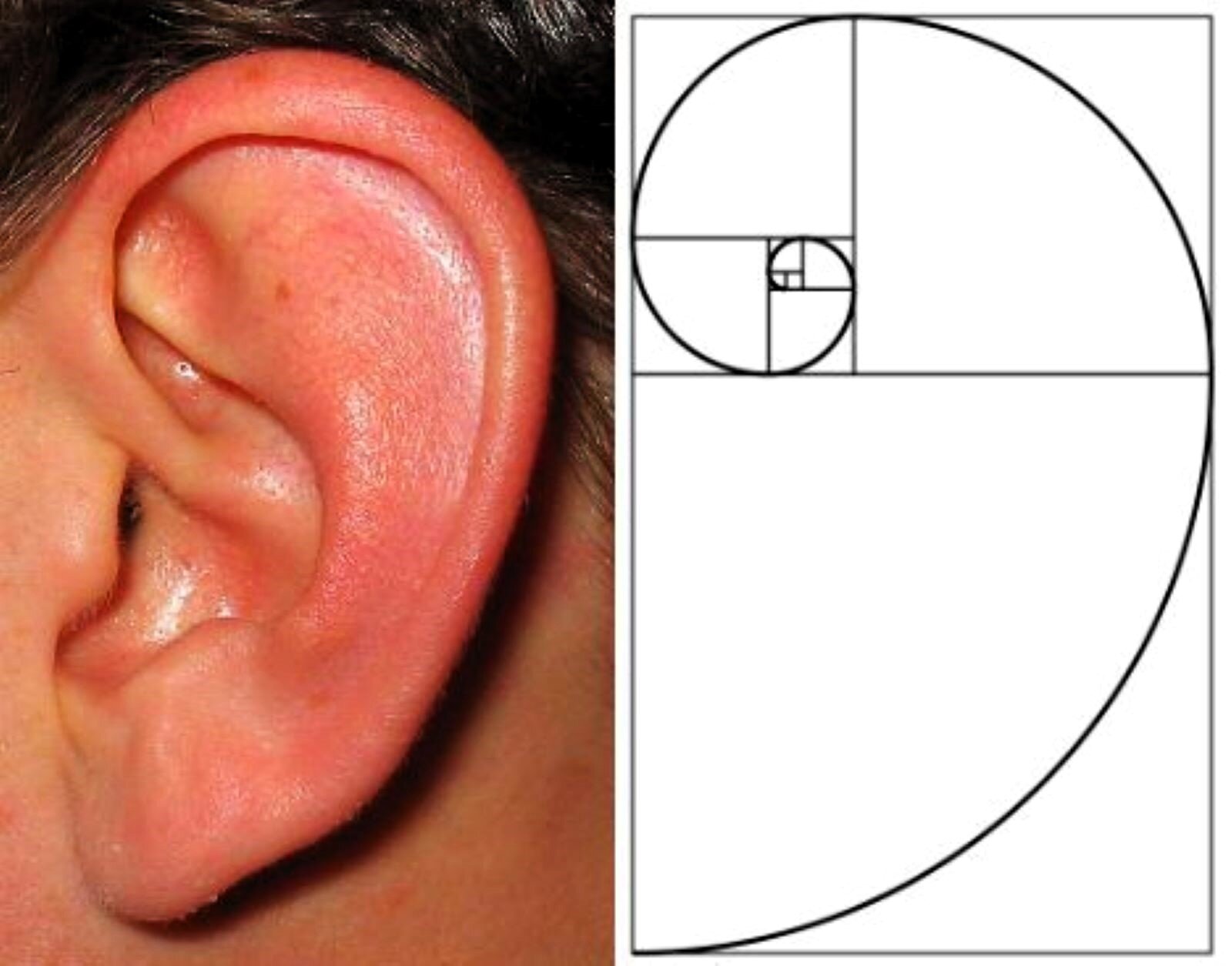 Ludzkie ucho również spełnia regułę doskonałych proporcji. Na zdjęciu ucho dorosłej osoby, obok wykreślona spirala, która świetnie wpisuje się w proporcje ucha.