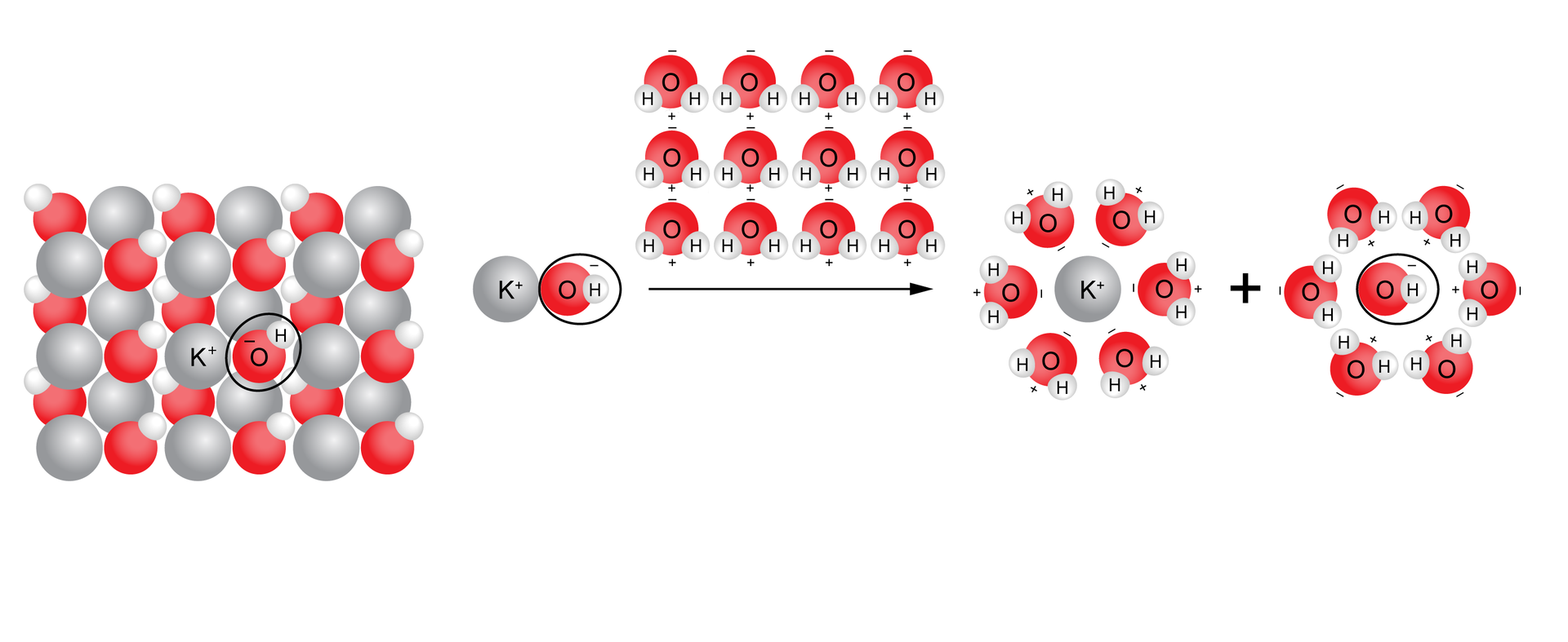 Ilustracja przedstawia proces dysocjacji elektrolitycznej wodorotlenku potasu. Po lewej stronie rysunku, mający kształt prostokąta, zbiór ułożonych naprzemiennie dużych jasnych kul symbolizujących kationy potasu oraz układów czerwonych i białych kul tworzących aniony wodorotlenkowe. Całość przypomina z wyglądu szachownicę i symbolizuje sieć krystaliczną wodorotlenku potasu. W środku i po prawej stronie modelowy zapis reakcji rozpadu wodorotlenku potasu <math aria‑label="K O H">KOH na jony K+ i OH- pod wpływem wody. Wokół jonów zbierają się cząsteczki wody w taki sposób, że zarówno kation potasu, jak i anion wodorotlenkowy są otoczone na rysunku przez sześć cząsteczek wody, przy czym kation K+ otaczają cząsteczki zwrócone stroną naładowaną dodatnio na zewnątrz układu, a anion OH- otaczają cząsteczki zwrócone stroną naładowaną dodatnio do wnętrza układu.