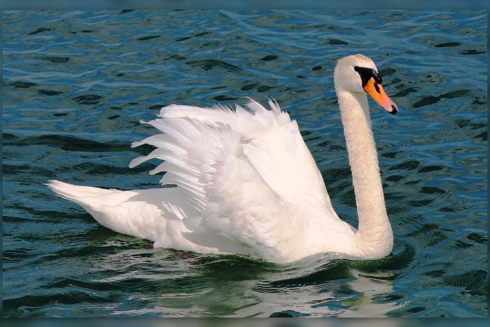 Fotografia przedstawia białego łabędzia z pomarańczowym płaskim dziobem, płynącego po wodzie. Łabędź na dziobie ma dwa czarne, małe otworki. U nasady czarna narośl. Od oczu do dzioba czarne trójkąty. Łabędź ma lekko uniesione skrzydła, nastroszone.