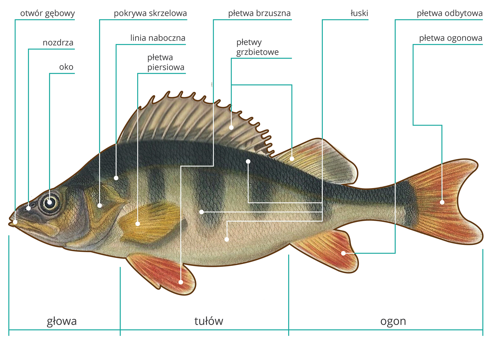 Ilustracja przedstawia rysunek okonia z głową w lewo, z podpisami poszczególnych części. Ryba jest ciemnoszara na grzbiecie z pięcioma, pionowymi pasami tej barwy w dół. Na podbrzuszu różowo‑szara. Od lewej strony, czyli głowy, wskazane kolejno niebieskimi strzałkami: żółty, pociągły otwór gębowy, niewielkie, owalne nozdrza i czarno‑białe, nieduże oko, przy nim widoczna jest łukowata, żółtawa pokrywa skrzelowa. Od głowy, przez całe ciało przebiega wąska linia naboczna. Następnie opisany jest tułów. Pod pokrywą skrzelową, na boku ciała znajduje się żółta, niewielka, zaokrąglona płetwa piersiowa. Na spodzie ciała czerwona, owalna płetwa brzuszna. Na wierzchu górnej części ciała ryby znajdują się dwie, szare płetwy grzbietowe: przednia wyższa, kolczasta, z zaznaczonymi kośćmi. Druga niższa, czworokątna, barwna. Całe ciało ryby pokrywają drobne łuski. Następnie opisany jest ogon, przy którym widnieje płetwa ogonowa, na spodzie ciała. Jest ona niewielka, czerwona, owalna. A także zakańczająca ciało ryby, płetwa ogonowa, która jest czerwona, szeroka i duża, w kształcie litery W.