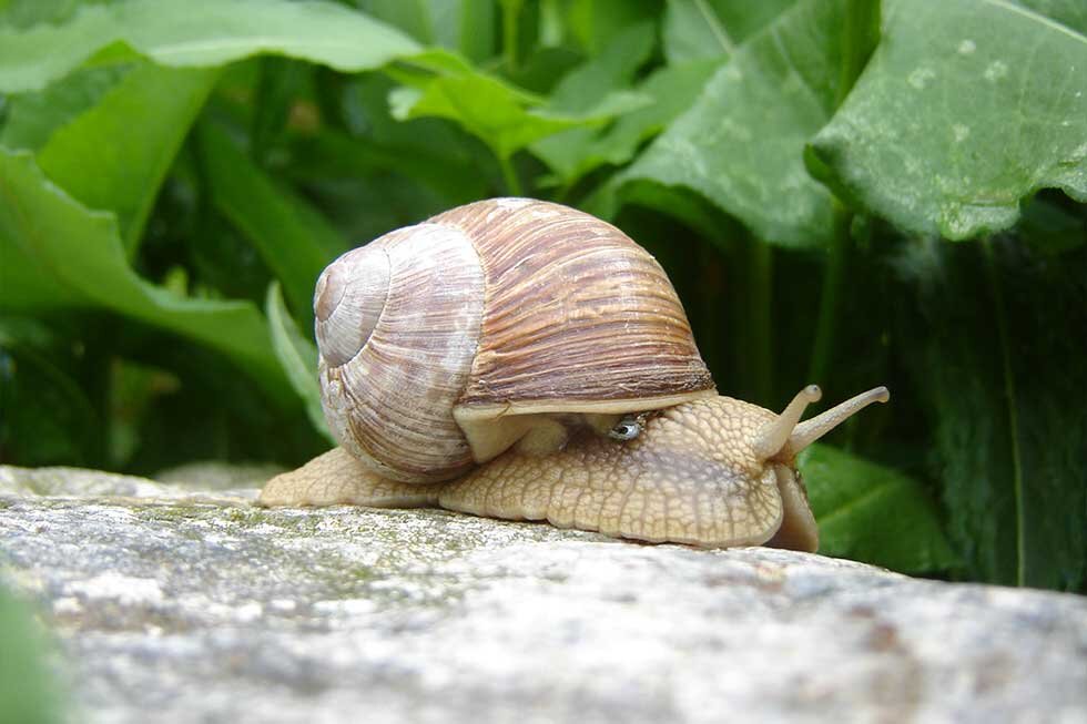 Fotografia przedstawia ślimaka winniczka z dużą, prawoskrętną, stożkowato kulistą jasnobrązową muszlą w brązowe pasy. Ciało żółto-szarawe. Czułki wyniągnięte. Ślimak pełznie po omszałym kamieniu. 