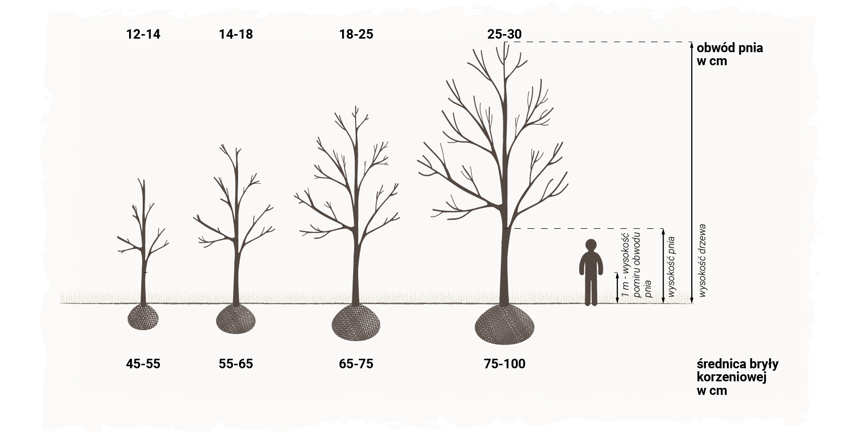 Ilustracja przedstawia wymiary sadzonek. Dla obwodu pnia 12‑14 cm średnica bryły korzeniowej wynosi 45‑55 cm. Dla obwodu 14‑18 cm - 55‑65 cm, dla obwodu 18‑25 cm - 65‑75 cm, a dla obwodu 25‑30 cm - 75‑100 cm.