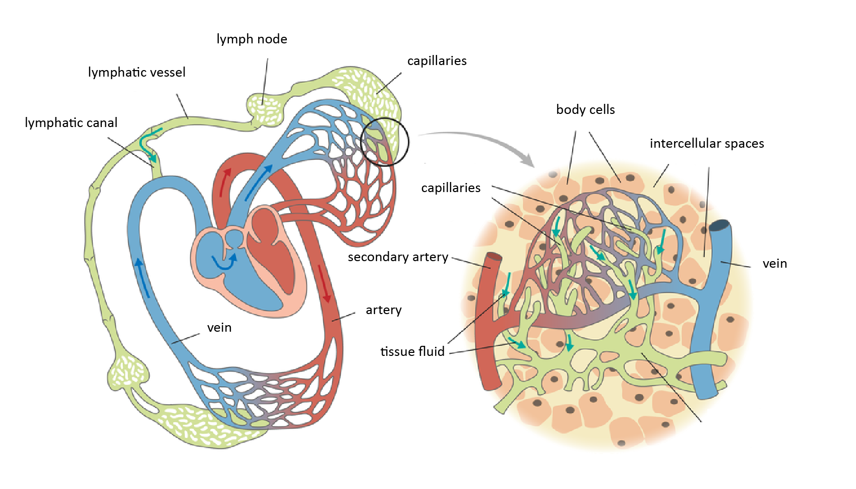 Ilustracja przedstawia dwa schematyczne rysunki. Z lewej układ limfatyczny i krwionośny. Różowe serce, błękitne żyły, koralowe tętnice, siatki naczyń włosowatych łączące tętnice z żyłami. Przy nich szary z jaśniejszymi plamkami układ limfatyczny. U dołu workowaty przy naczyniach włosowatych w tkankach, wyżej cebulasty węzeł chłonny i naczynie limfatyczne z zastawkami. Podobnie u góry przy naczyniach włosowatych w płucach: włosowate naczynia limfatyczne, węzeł limfatyczny i naczynie. Limfa z tkanek wpływa przewodem limfatycznym do żyły (strzałka turkusowa). Z prawej powiększenie tkanki z naczyniami włosowatymi. Między ciemnoróżowymi komórkami ciała znajdują się różowe przestrzenie międzykomórkowe. Przy nich wrysowano naczynia włosowate, a między nimi szare naczynia limfatyczne. Turkusowe strzałki wskazują kierunek przepływu płynu tkankowego. Podpisano: lymphatic canal; 
lymphatic vessel; 
lymph node; 
capillaries; 
body cells; 
intercellular spaces;l 
vein; 
tissue fluid; 
secondary artery; 
vein; 