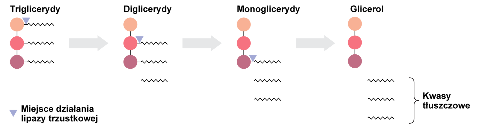 Schemat przedstawia proces rozkładu zemulgowanych tłuszczów w dwunastnicy. Miejsce działania lipazy trzustkowej oznaczono fioletowym grotem strzałki. Pojedynczy kwas tłuszczowy oznaczono zygzakowatą linią. Trigliceryd składa się z fragmentu pochodzącego od glicerolu oraz trzech reszt kwasów tłuszczowych oznaczonych zygzakowatymi liniami. Glicerol, to jest trójwęglowy triol reprezentowany jest przez trzy koła rozmieszczone jedno pod drugim, kolejno od góry pomarańcze, różowe i bordowe. W cząsteczce triglicerydu zatem do każdego koła przyłączona jest jedna zygzakowata linia odpowiadająca reszcie kwasu tłuszczowego. Na pierwszym etapie lipaza trzustkowa działa na wiązanie, za pomocą którego reszta kwasu tłuszczowego przyłączona jest do fragmentu glicerolu, to jest do pomarańczowego koła. Tak więc trigliceryd jest rozkładany do diglicerydu i jednej cząsteczki kwasu tłuszczowego. Za triglicerydem strzałka w prawo, za strzałką cząsteczka kwasu tłuszczowego oraz cząsteczka diglicerydu reprezentowana przez trzy połączone ze sobą kółka (pomarańczowe, różowe i bordowe), z których dwa podstawione są resztami kwasów tłuszczowych odpowiednio różowe i bordowe. Na tym etapie lipaza trzustkowa działa na wiązanie łączące resztę kwasu tłuszczowego z fragmentem glicerolowym reprezentowanym przez kółko różowe Tak więc digliceryd rozkładany jest do monoglicerydu i dwóch cząsteczek kwasu tłuszczowego. Strzałka w prawo. Prowadzi to do powstania kolejnej cząsteczki kwasu tłuszczowego oraz cząsteczki monoglicerydu zbudowanej z fragmentu glicerolowego, w którym występuje tylko jedna reszta kwasu tłuszczowego, zatem strukturę reprezentują trzy połączone ze sobą kółka - pomarańczowe, różowe i bordowe, z których tylko ostatnie łączy się z zygzakowatym łańcuchem, czyli resztą kwasu tłuszczowego. W ostatnim etapie lipaza trzustkowa działa na wiązanie pomiędzy resztą kwasu tłuszczowego a fragmentem glicerolowym (bordowe kółko), co prowadzi do powstania kwasu tłuszczowego oraz cząsteczki glicerolu. Zatem sumarycznie w wyniku działania enzymu powstała cząsteczka glicerolu, trójwęglowego triolu o nazwie systematycznej propano-1,2,3-triol oraz trzy cząsteczki kwasów tłuszczowych.