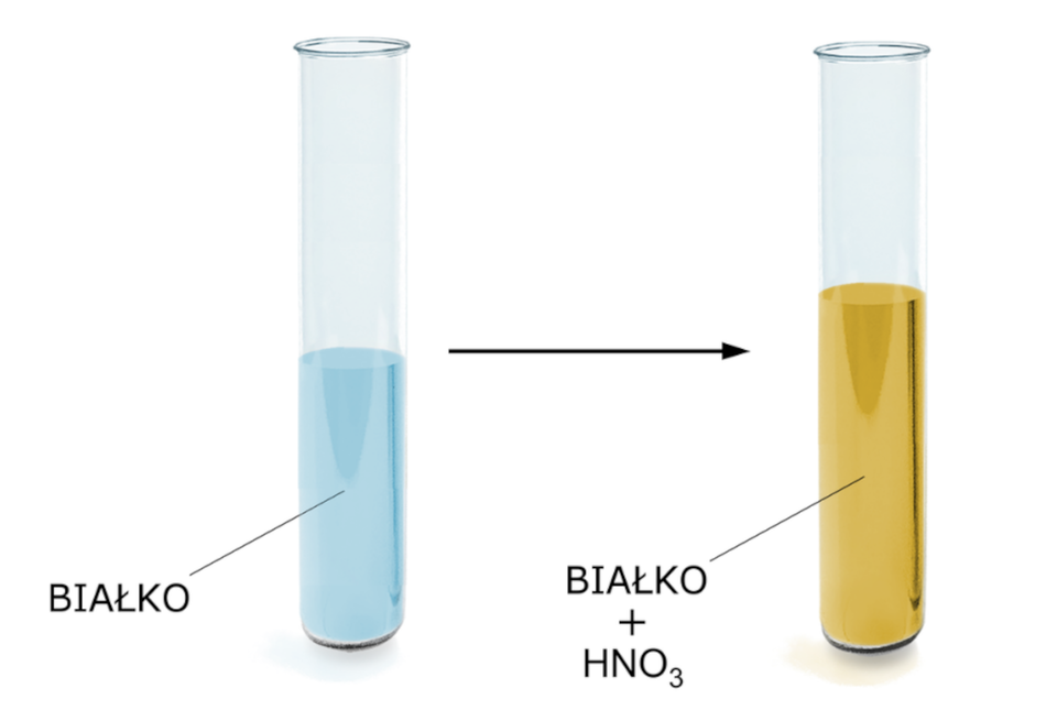 Na ilustracji ukazano dwie probówki z umieszczoną pomiędzy nimi czarną strzałką w prawo. W pierwszej probówce znajduje się jasnoniebieska substancja podpisana jako: białko. W drugiej probówce substancja ma kolor brązowo—żółty i podpisana jest jako: białko dodać H N O indeks dolny, trzy, koniec indeksu dolnego.