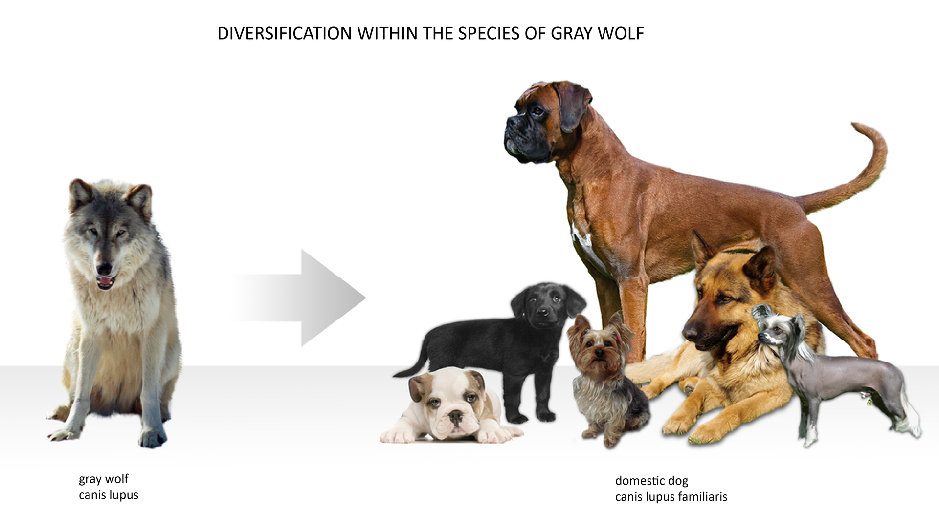 Ilustracja przedstawia różnorodność ras w obrębie gatunku szarego wilka (diversification within the species of gray wolf). Po lewej wilk szary. Pod nim napis: grey wolf, canis lupus. Od wilka biegnie na prawo szara strzałka ku grupie psów domowych różnych ras. Wśród nich bokser, owczarek niemiecki, york, grzywacz chiński, szczenię buldoga i szczenię labradora. Pod grupą psów napis: domestic dogs, canis lupus familiaris.

