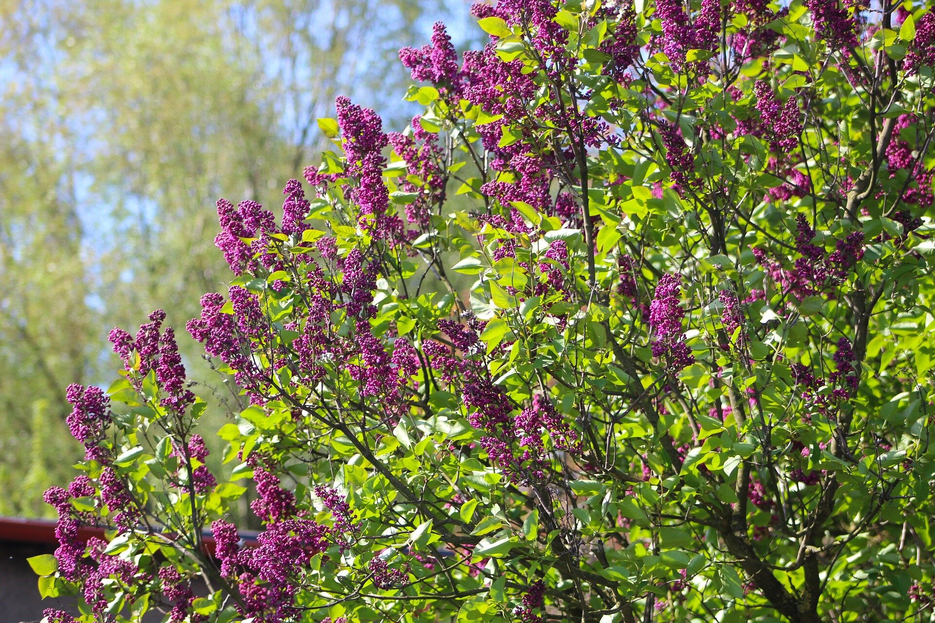 Fotografia przedstawia krzew bzu lilak z ciemnoróżowymi kwiatami. 