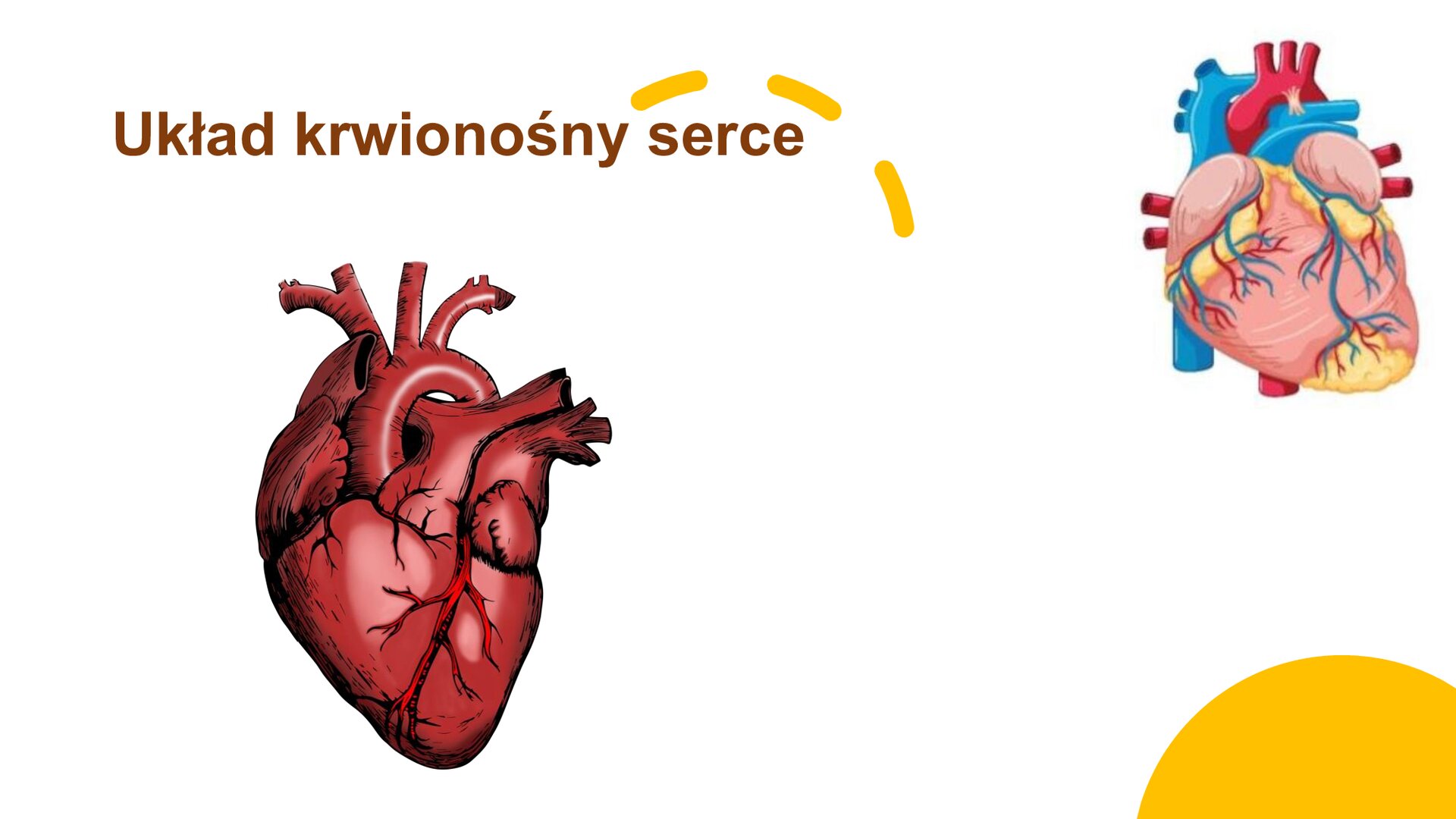 Slajd przedstawiający wnętrze żyły, w której znajdują się czerwone krwinki. W lewym górnym rogu ilustracja przedstawiająca serce. U dołu slajdu biały pasek, na którym znajduje się napis: „Układ krwionośny serce”.