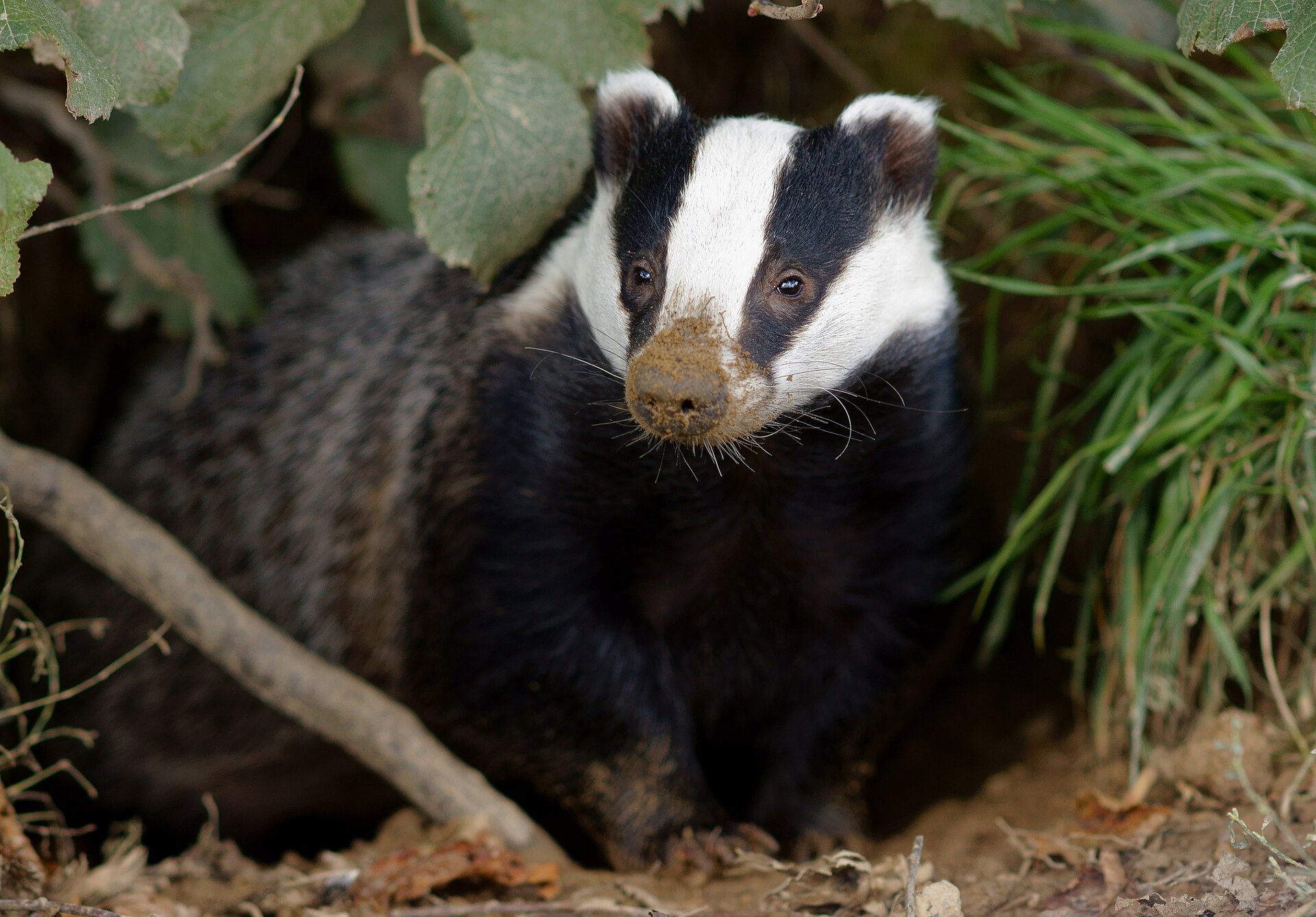  Na zdjęciu Borsuk. Zwierzę o czarnym umaszczeniu. Na pysku ma białe paski. Nos ubrudzony błotem. Ma krótkie uszy . Wygląda z kryjówki.