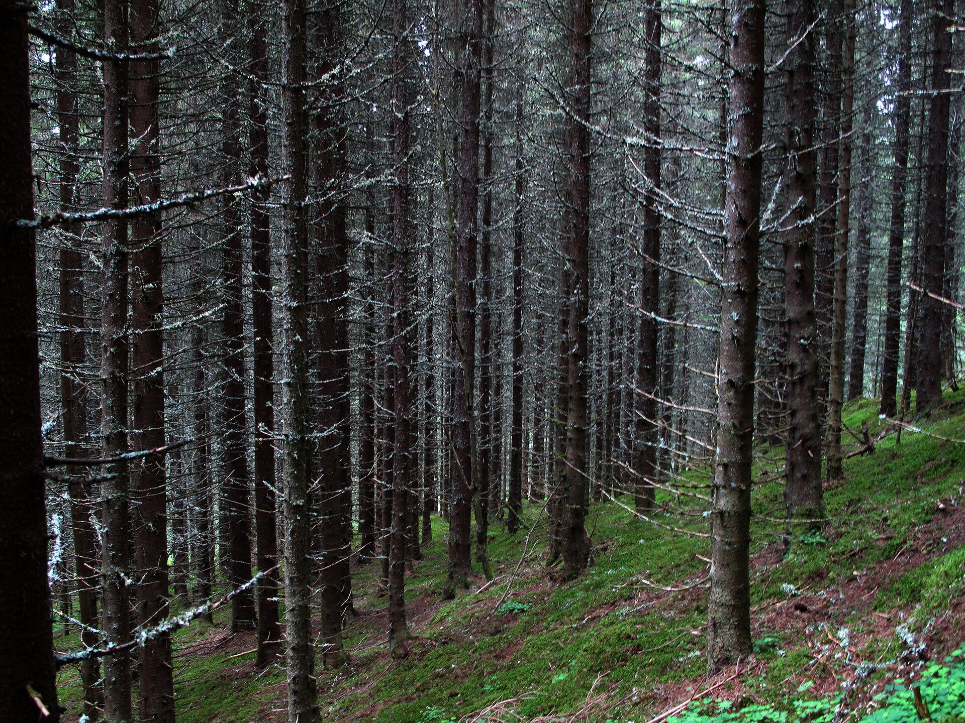 Fotografia przedstawia wnętrze boru świerkowego. Pnie o ciemnej korze i licznych suchych gałęziach stoją gęsto. Do dna lasu dociera niewiele światła, więc rosną nieliczne rośliny.
