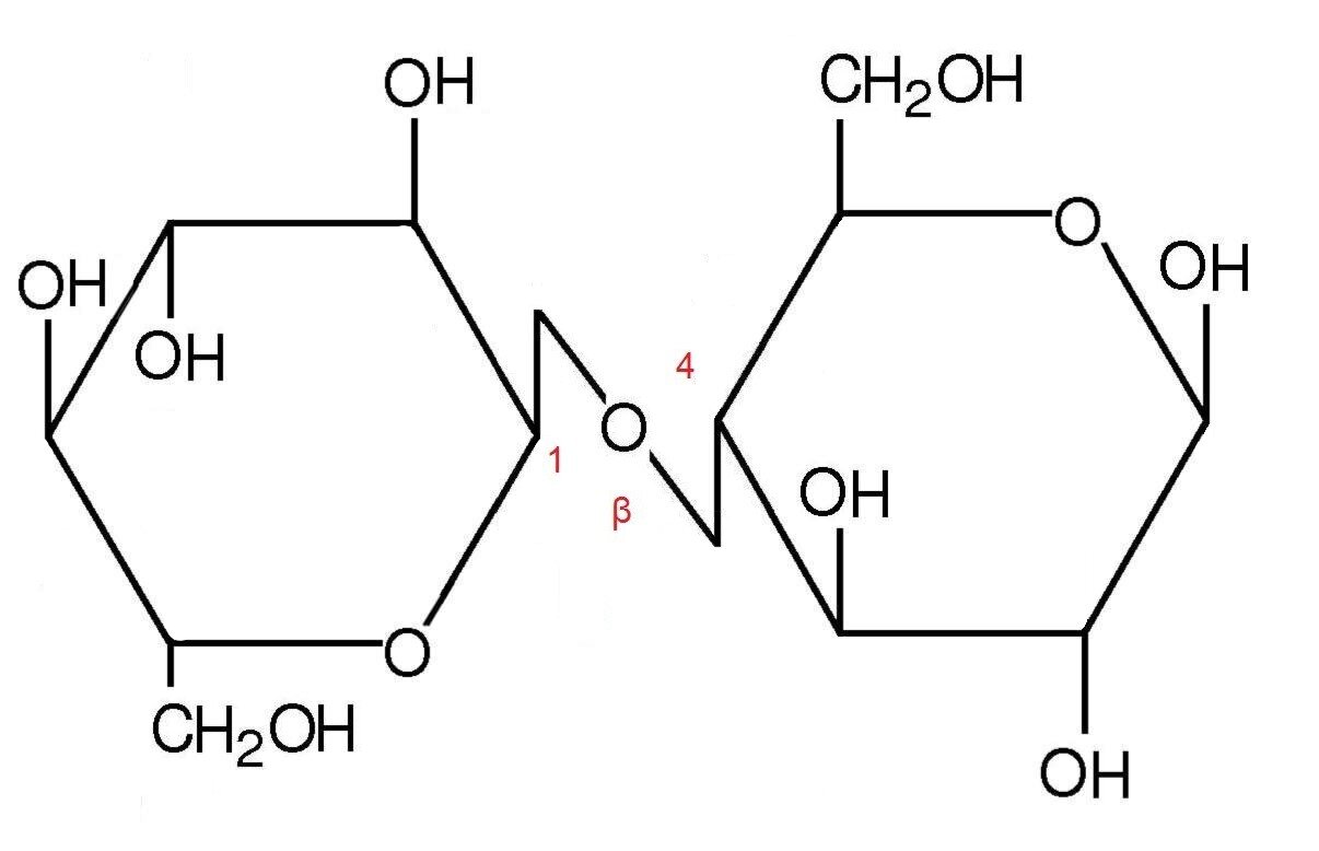 Grafika przedstawia cząsteczkę. Celobioza - zbudowana z dwóch cząsteczek β‑D-glukozy połączonych wiązaniem β‑1,4‑glikozydowym, które powstaje w wyniku połączenia przez atom tlenu węgla w pozycji 1 jednej cząsteczki β‑D-glukozy z węglem w pozycji 4 drugiej cząsteczki β‑D-glukozy. Alfa-celobioza, czyli alfa-4-O-(beta-D-glukopiranozylo)-alfa-D-glukopiranozy, jest dwucukrem zbudowanym z dwóch cząsteczek D-glukozy, które łączy wiązanie beta-1,4-O-glikozydowe. Strukturę stanowi sześcioczłonowy pierścień glukozy, w którym pierwszy lokant stanowi atom węgla C1 związany z atomem tlenu wbudowanym w tenże pierścień. Węgiel C5 zamyka pierścień i łączy się ze wspomnianym atomem tlenu oraz węglem C6, niewbudowanym w pierścień. Od węgla C1 odchodzi w górę wiązanie łączące go z atomem tlenu, który to łączy się z węglem C4 drugiego pierścienia D-glukozy. Od węgli C2 oraz C4 odchodzą do dołu grupy hydroksylowe OH, zaś do góry od grupy C3, grupa hydroksylowa odchodzi również od węgla C6. Drugi pierścień stanowi również cząsteczka D-glukozy, którą buduje sześcioczłonowy pierścień utworzony z atomów węgla C1, C2, C3, C4 oraz C5, a także atom tlenu połączony z węglami o lokancie pierwszym i piątym. Od węgli C1 oraz C2 odchodzą w dół grupy hydroksylowe, od węgla C3 grupa hydroksylowa odchodzi w górę. Węgiel C4 łączy się w dół z atomem tlenu łączącym go z węglem C1 pierwszego pierścienia. Od węgla C5 do góry odchodzi grupa CH2OH. 