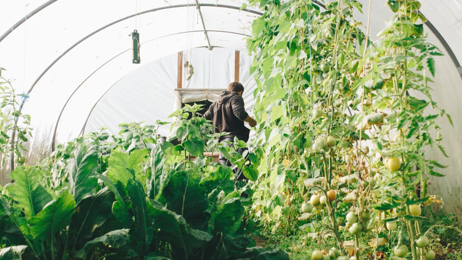 Mit unseren Tipps hast du nach dem Einkaufen noch ein bisschen Geld im Portemonnaie übrig, das du ganz clever in andere Dinge investieren kannst. Wie wäre es zum Beispiel damit, selbst Obst und Gemüse im Garten anzubauen? Oder auf dem Balkon? Dort lassen sich ebenfalls Kräuter oder Gemüse anpflanzen, die du oft verwendest. So sparst du zukünftig noch mehr Geld.
Na pierwszym kadrze widoczne jest wnętrze szklarni, w której rosną krzaki z dojrzewającymi pomidorami.