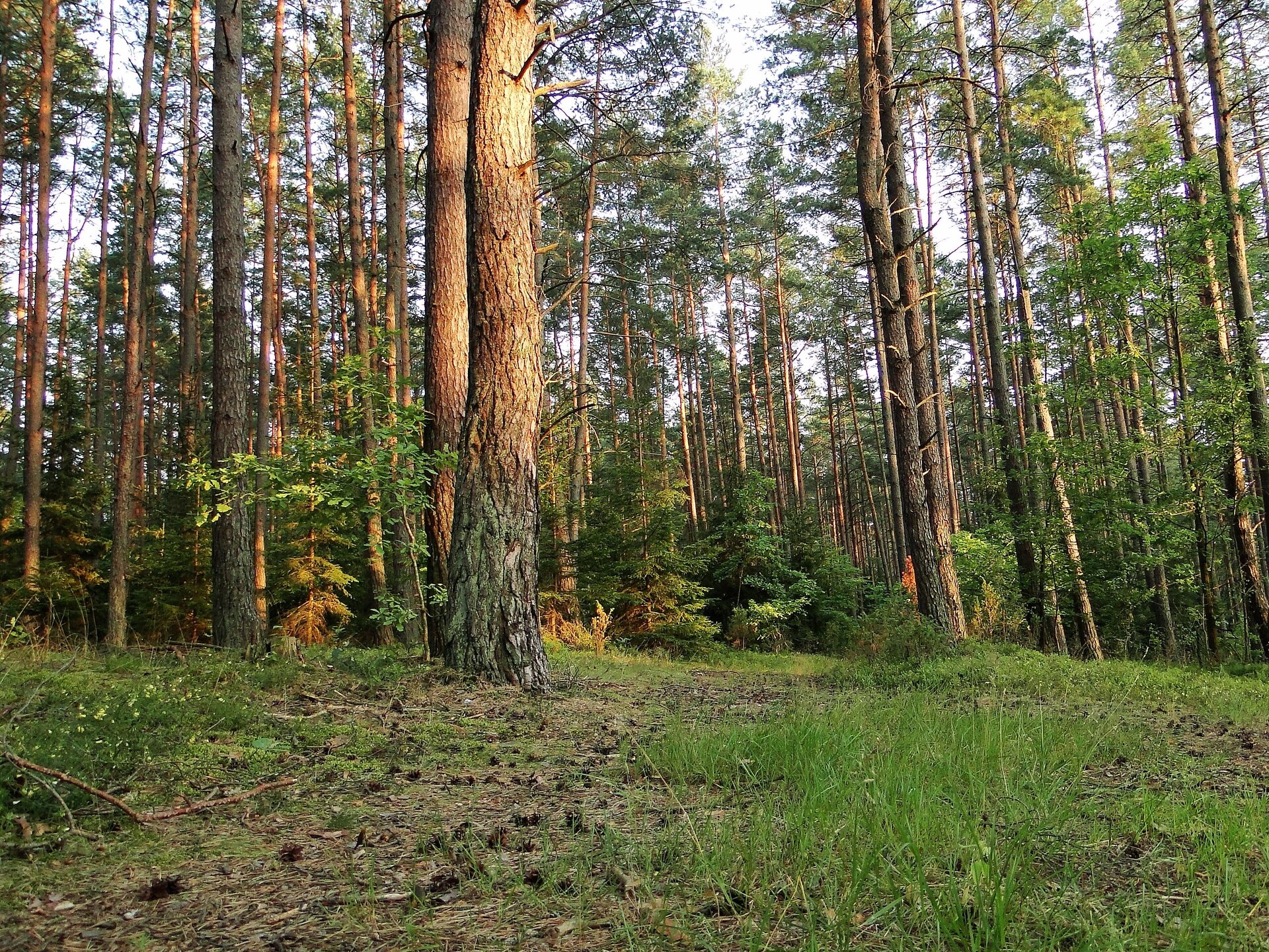 Fotografia boru sosnowego. Wysokie, gęsto rosnące obok siebie drzewa. Na pierwszym planie ściółka leśna.