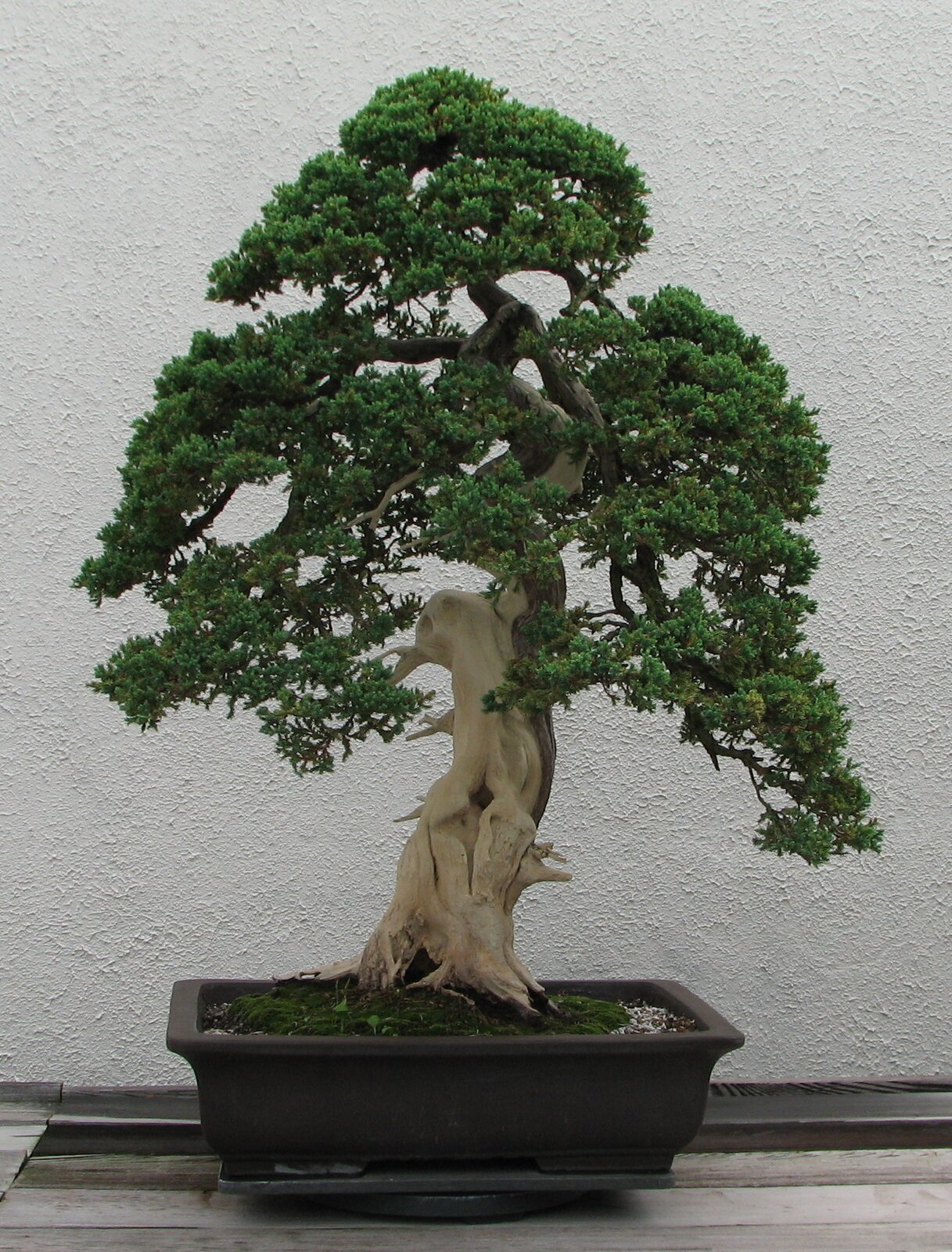 Na zdjęciu znajduje się drzewko bonsai. Przypomina ono miniaturę dużego drzewa. Umieszczone jest w prostokątnej podstawie. Korzeń drzewa jest gruby i nieregularny. Drobne liście układają się w stożkową konstrukcję na szczycie drzewka.