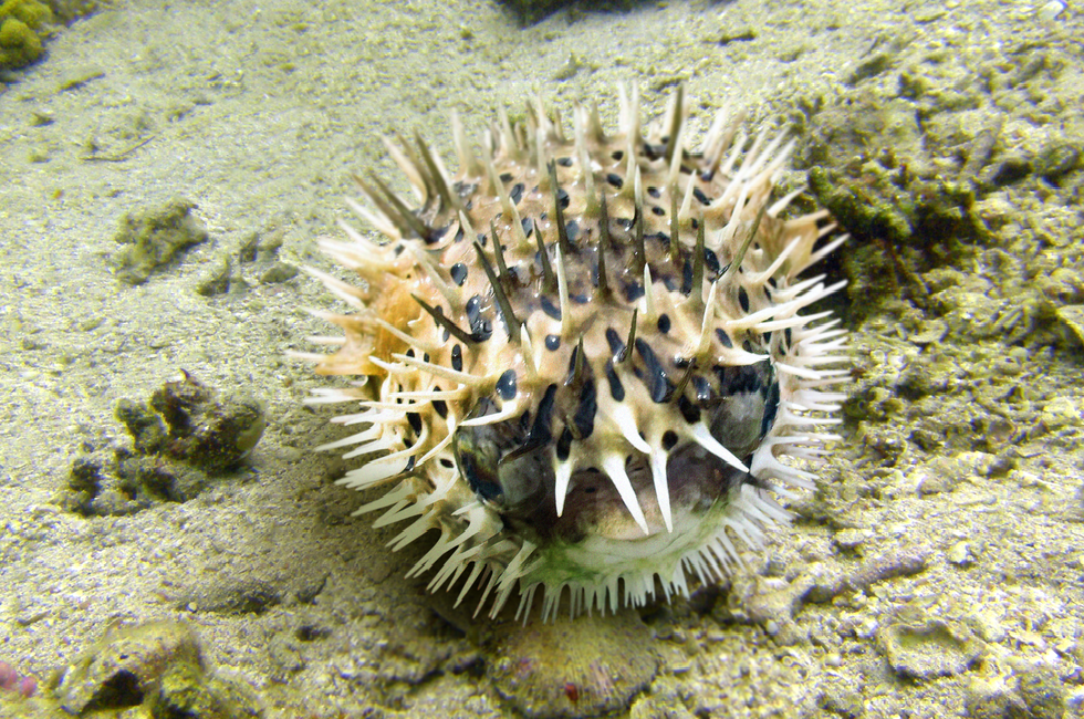 Fotografia przedstawia kulistą najeżkę na dnie oceanu. Ciało białe z kilkoma ciemnobrązowymi plamami, mocno kolczaste. Głowa z prawej, gdyż tam znajduje się duże oko. Delikatna beżowa płetwa na środku kuli.
