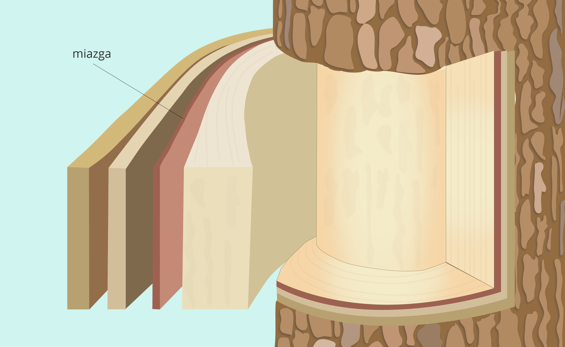 ilustracja pokazuje fragment pnia i warstwy tkanek położonych pod korą, w tym miazgę.