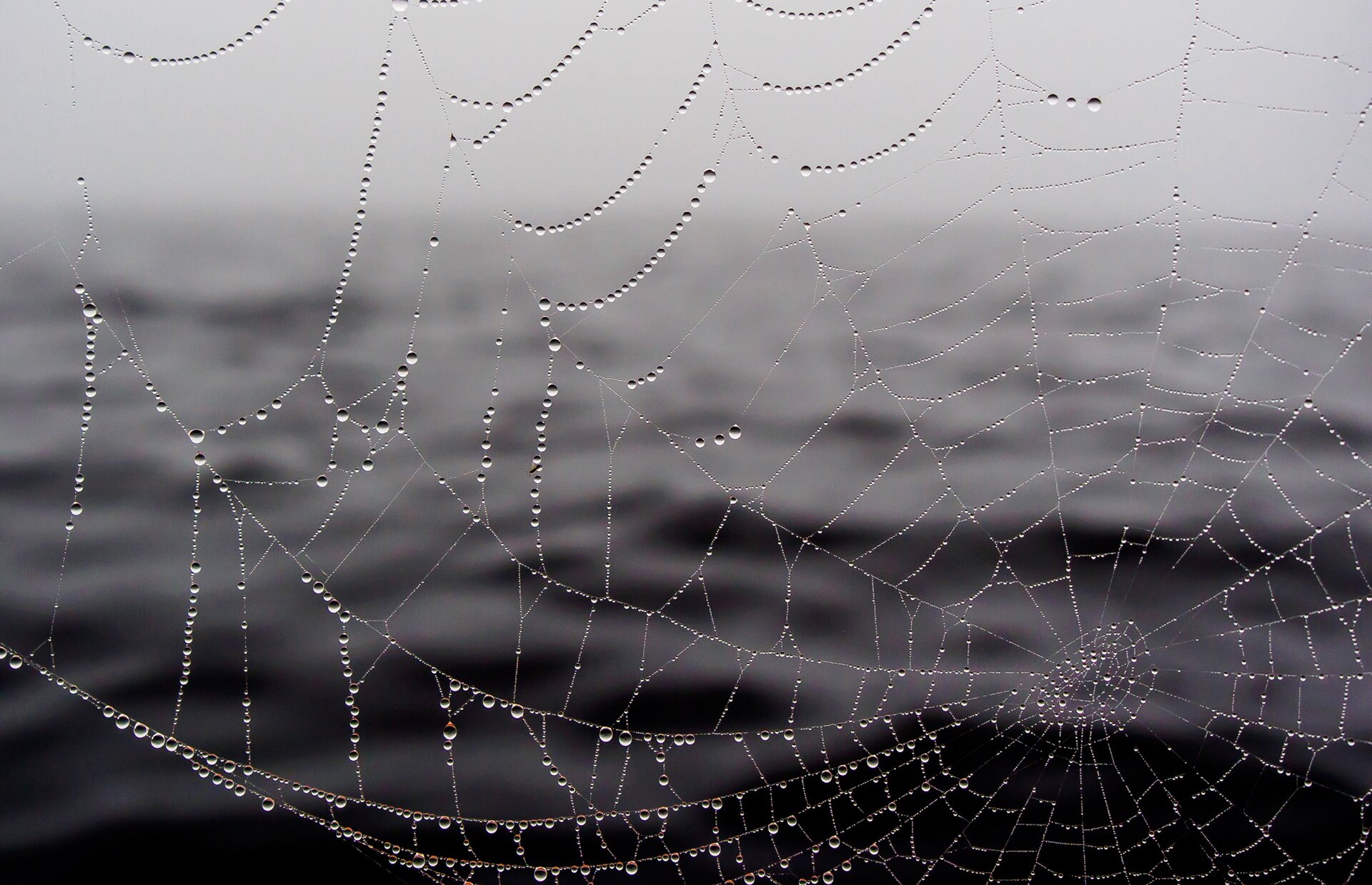 Zdjęcie przedstawia rosę na pajęczej sieci na tle morza.