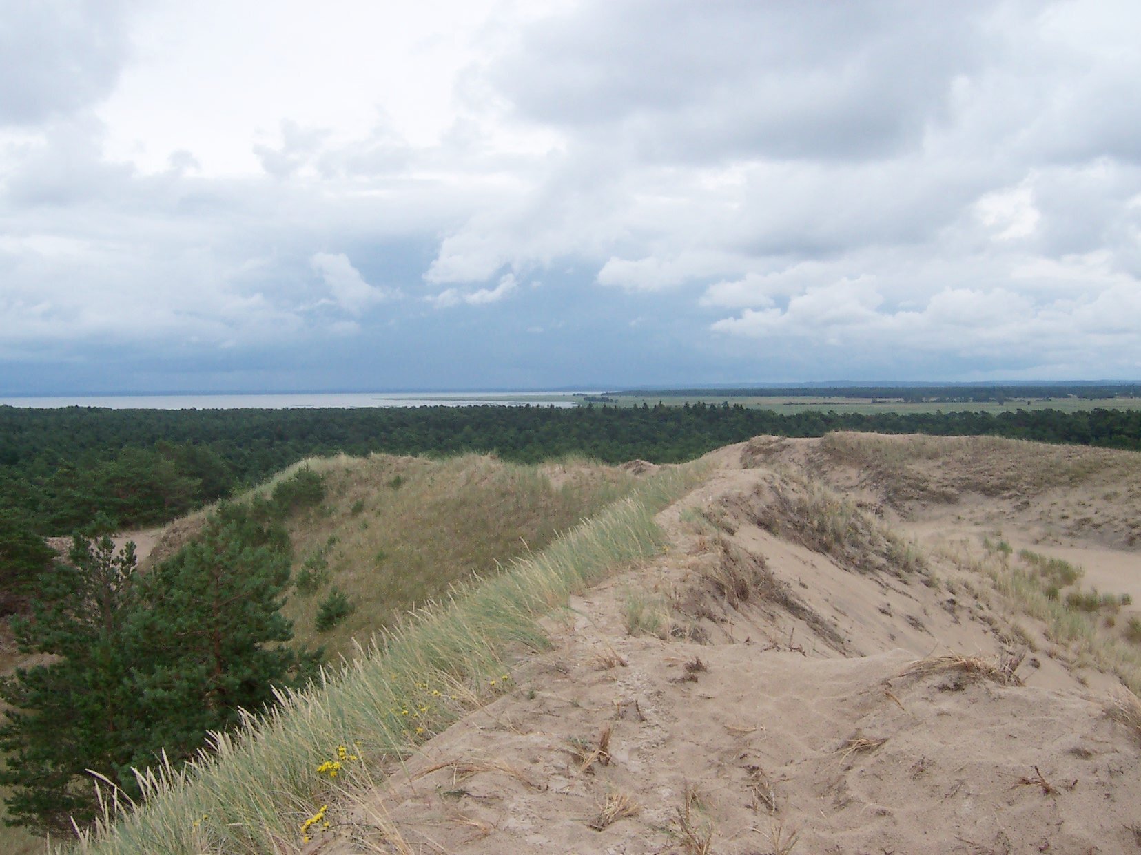 Zdjęcie przedstawia wydmy. Po lewej stronie wydmy są porośnięte wysoką trawą, natomiast w tle jest las i zbiornik wodny.