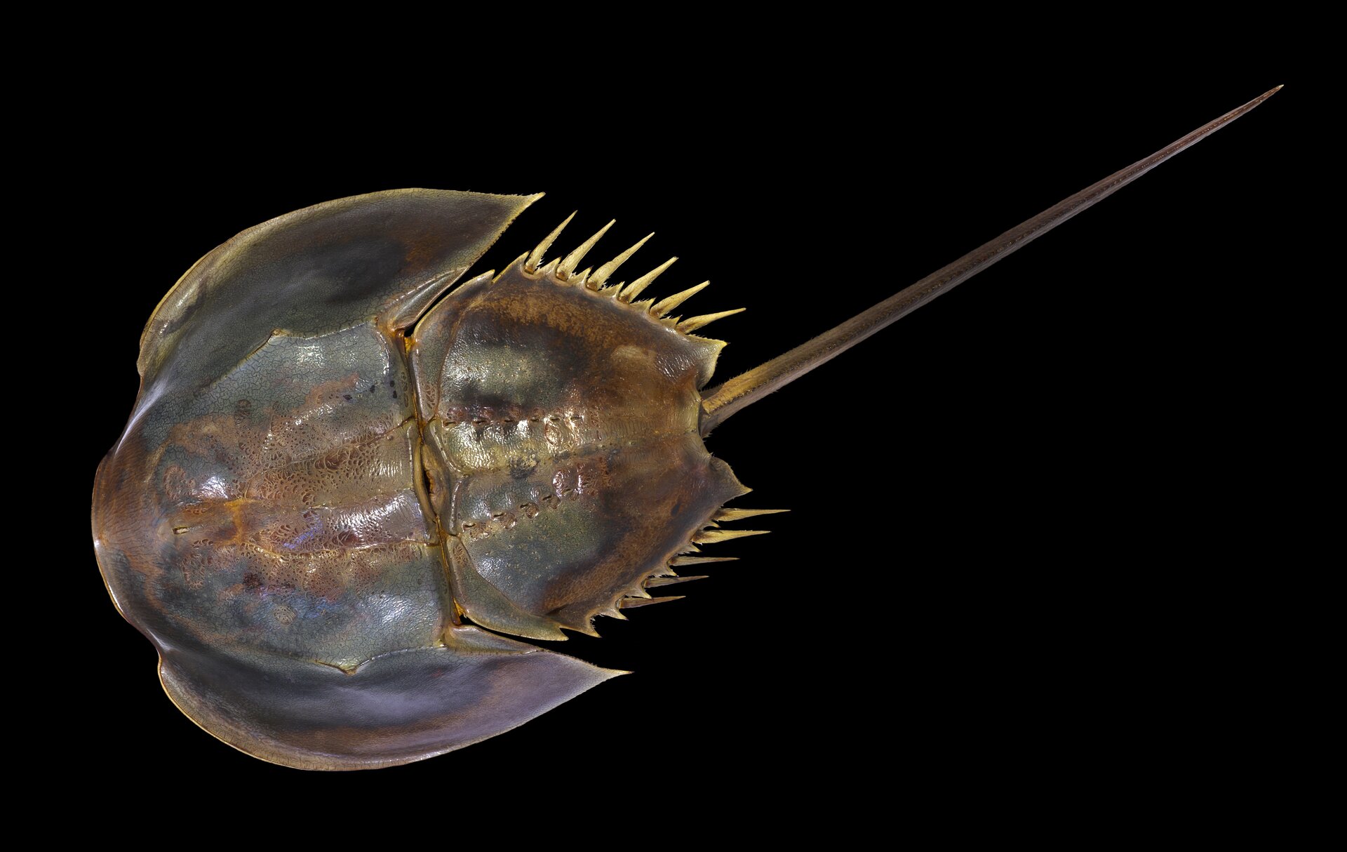 Fotografia przedstawia na czarnym tle zbliżenie skrzypłocza. To owalny stawonóg z długim wyrostkiem ogonowym. Po bokach ciało spłaszczone. Odwłok wyraźnie oddzielony, krótki, spłaszczony. Po bokach dwa rzędy ostrych wyrostków.