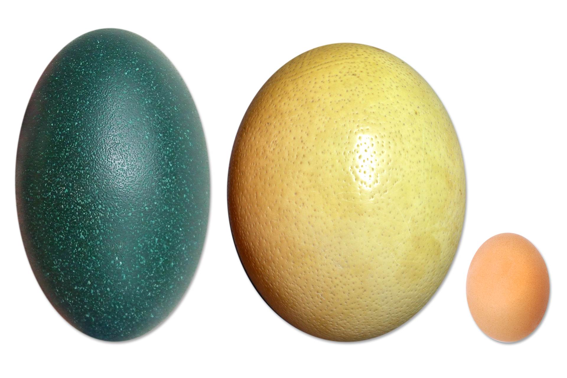Zdjęcie przedstawiające jaja strusia afrykańskiego, australijskiego emu i kury. Jaja różnią się wielkością, kształtem i kolorem.
