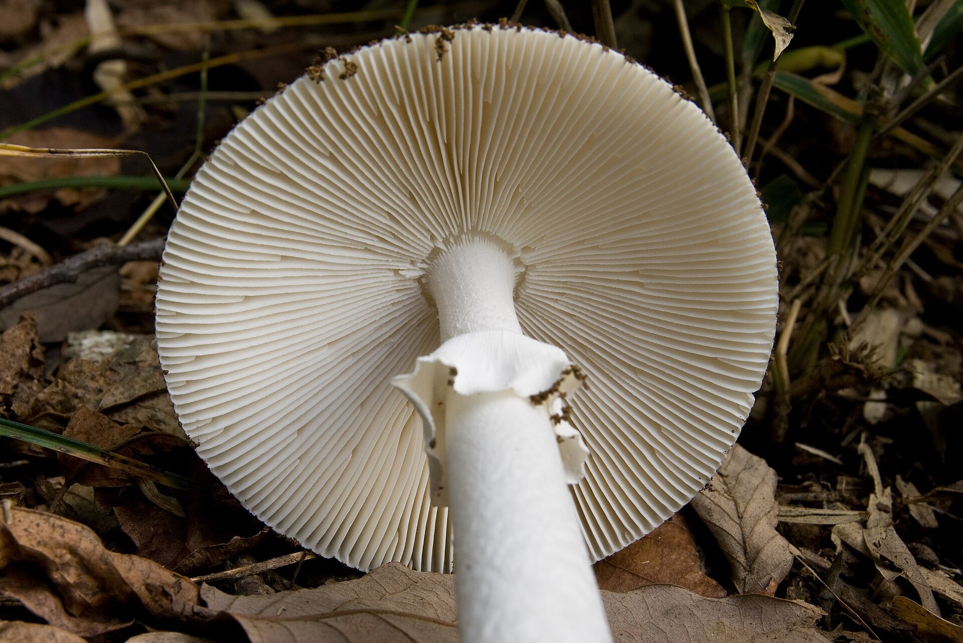 Na planszy widoczny jest muchomor sromotnikowy leżący na brązowych, uschniętych liściach. Ma on podłużną, białą nóżkę z pofalowanym, cienkim pierścieniem oraz kapelusz, na którego spodzie znajduje się pociągła, biała, duża blaszka.